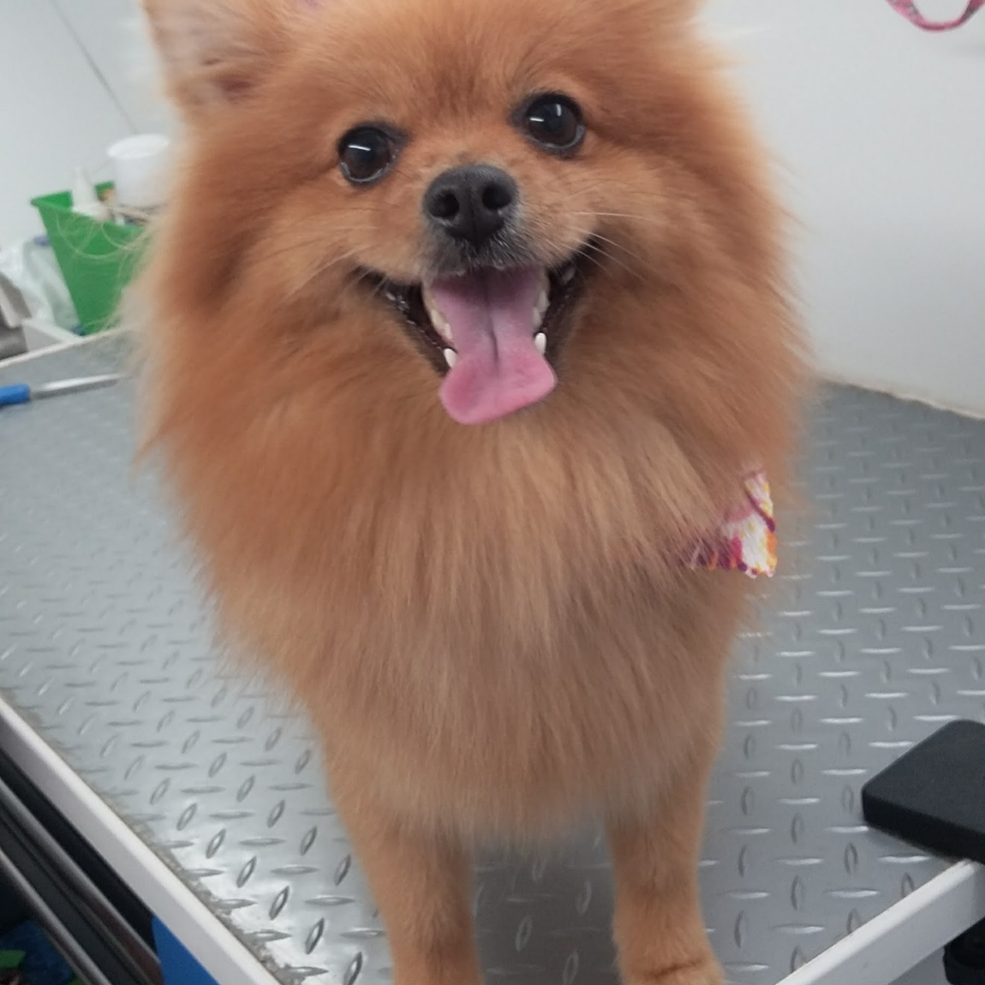 Go Groomer, LLC Weston