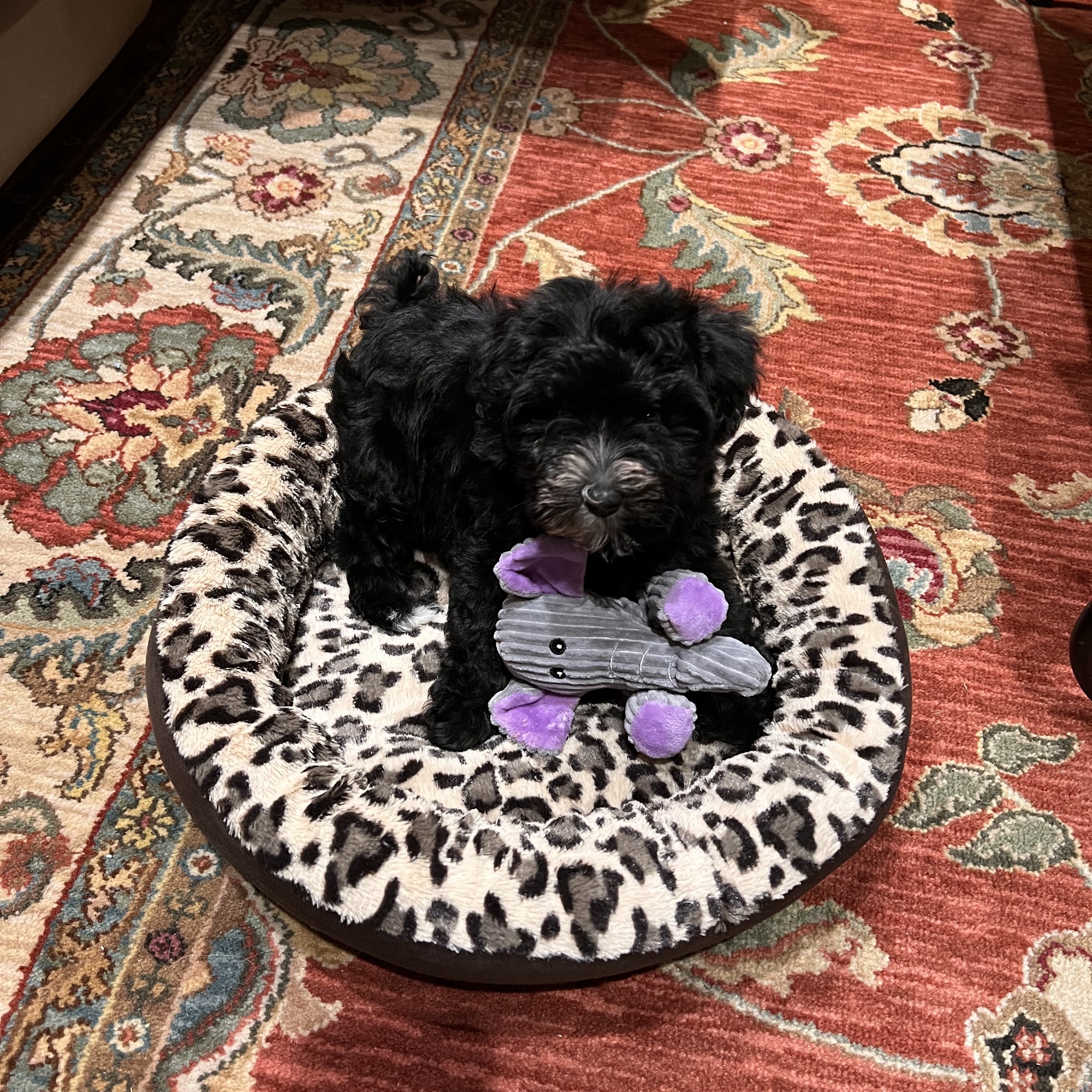 Animal Care Center of Wildwood Wildwood