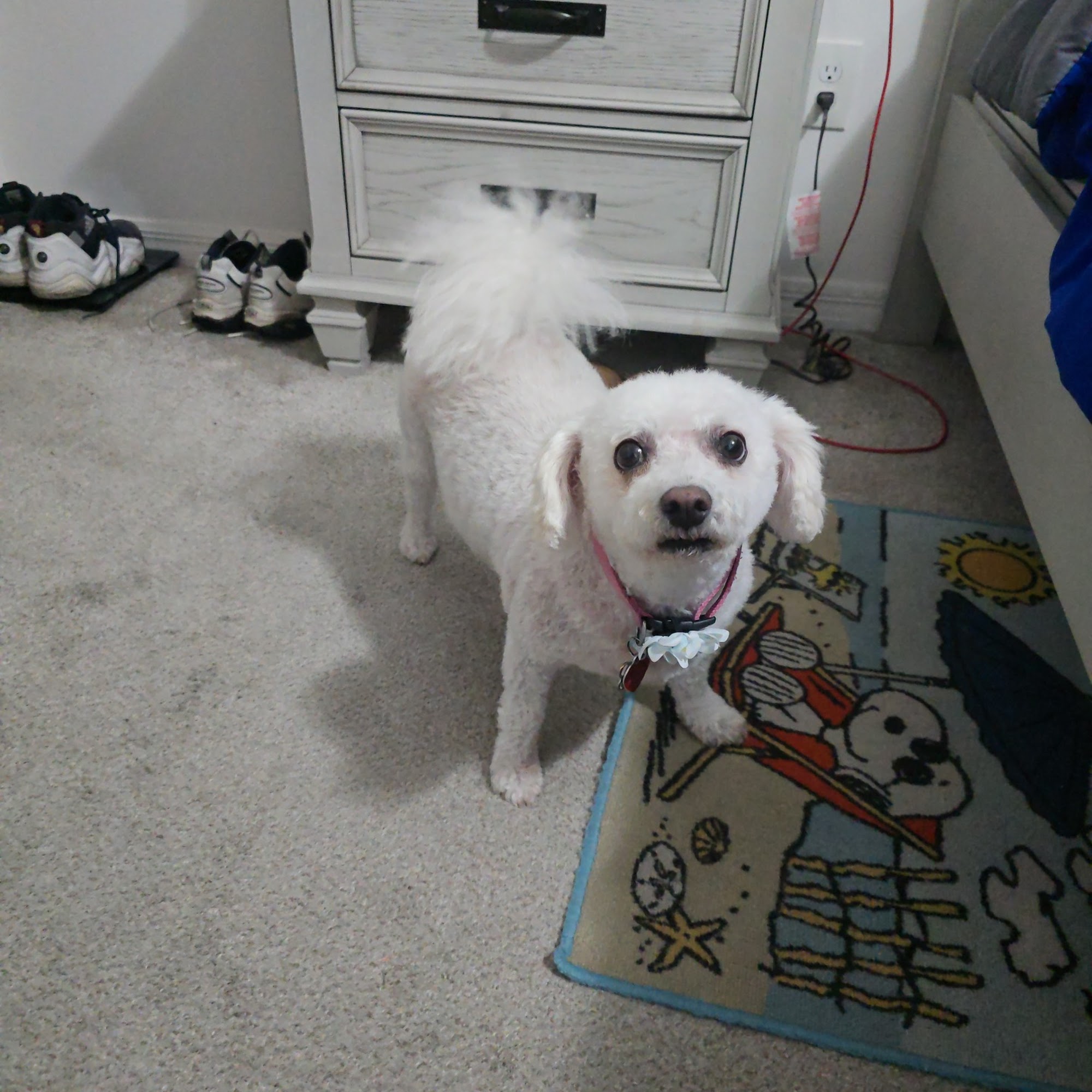 Dandy doodle dog grooming Wildwood