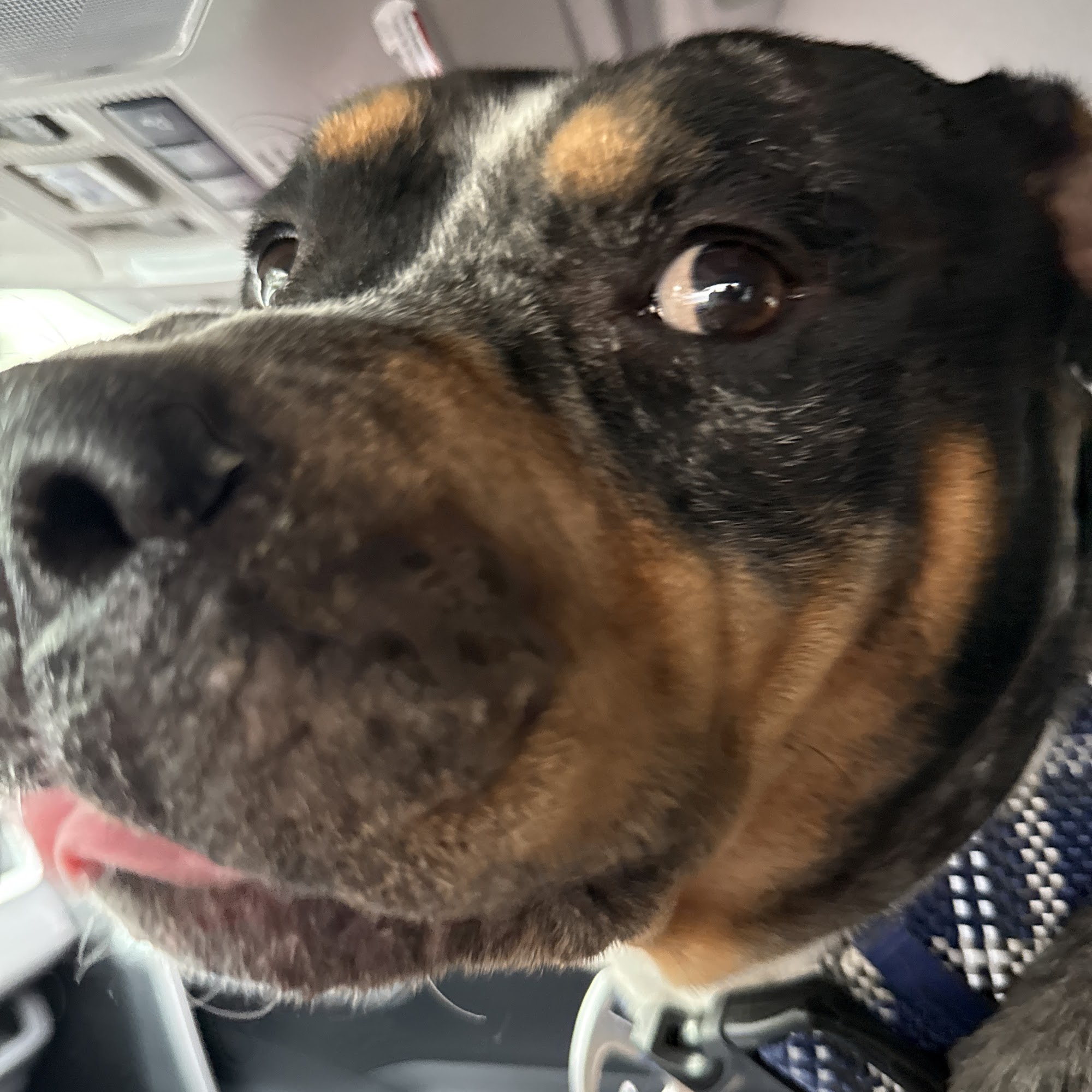 Arbor Pet Hospital Wilton Manors