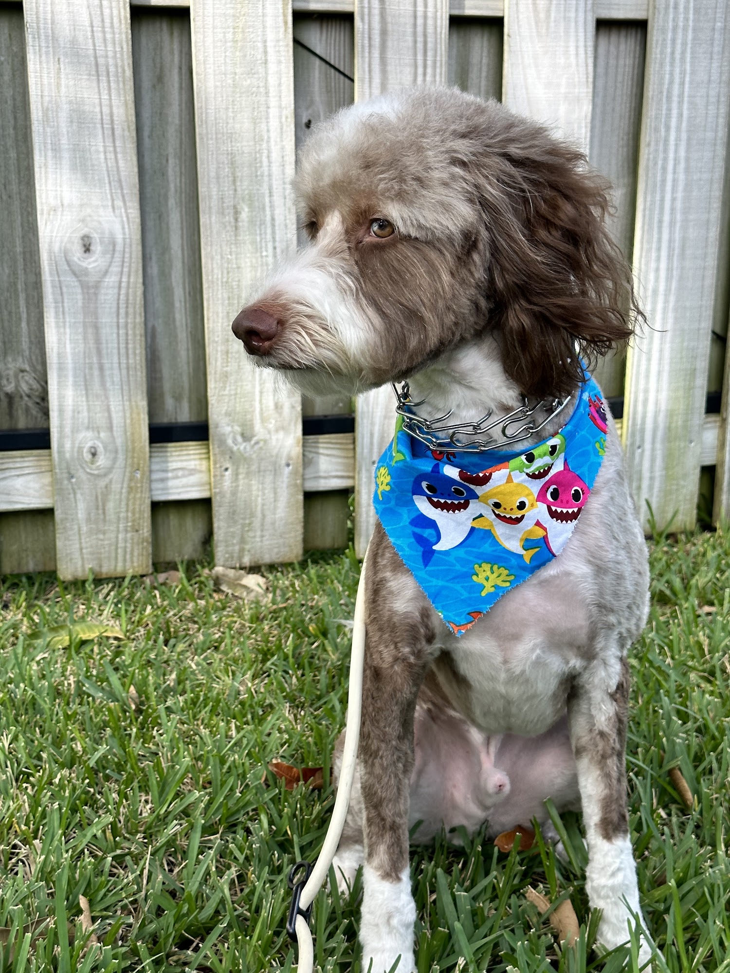 Namastegrand Petstylists Wilton Manors