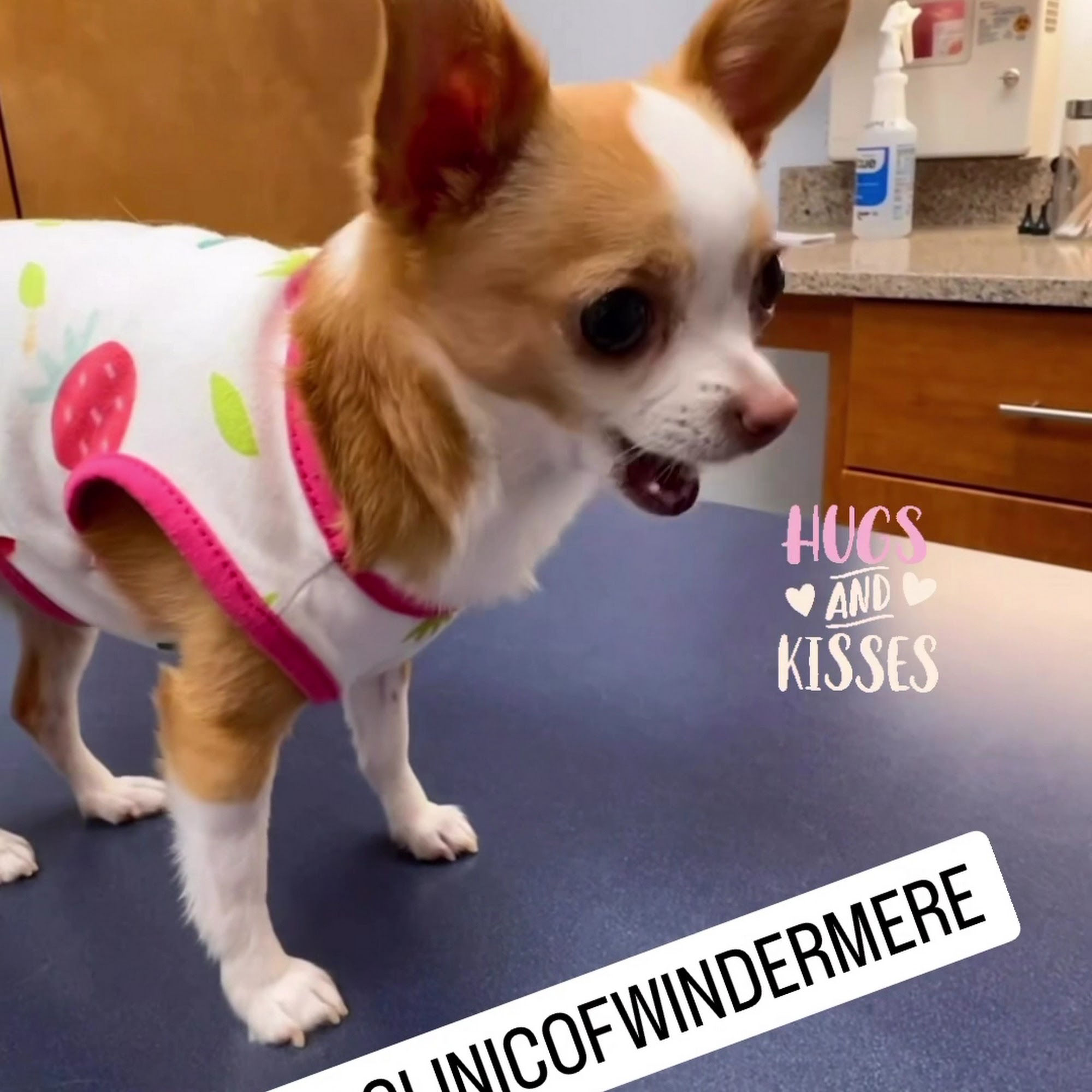 Animal Clinic of Windermere Windermere