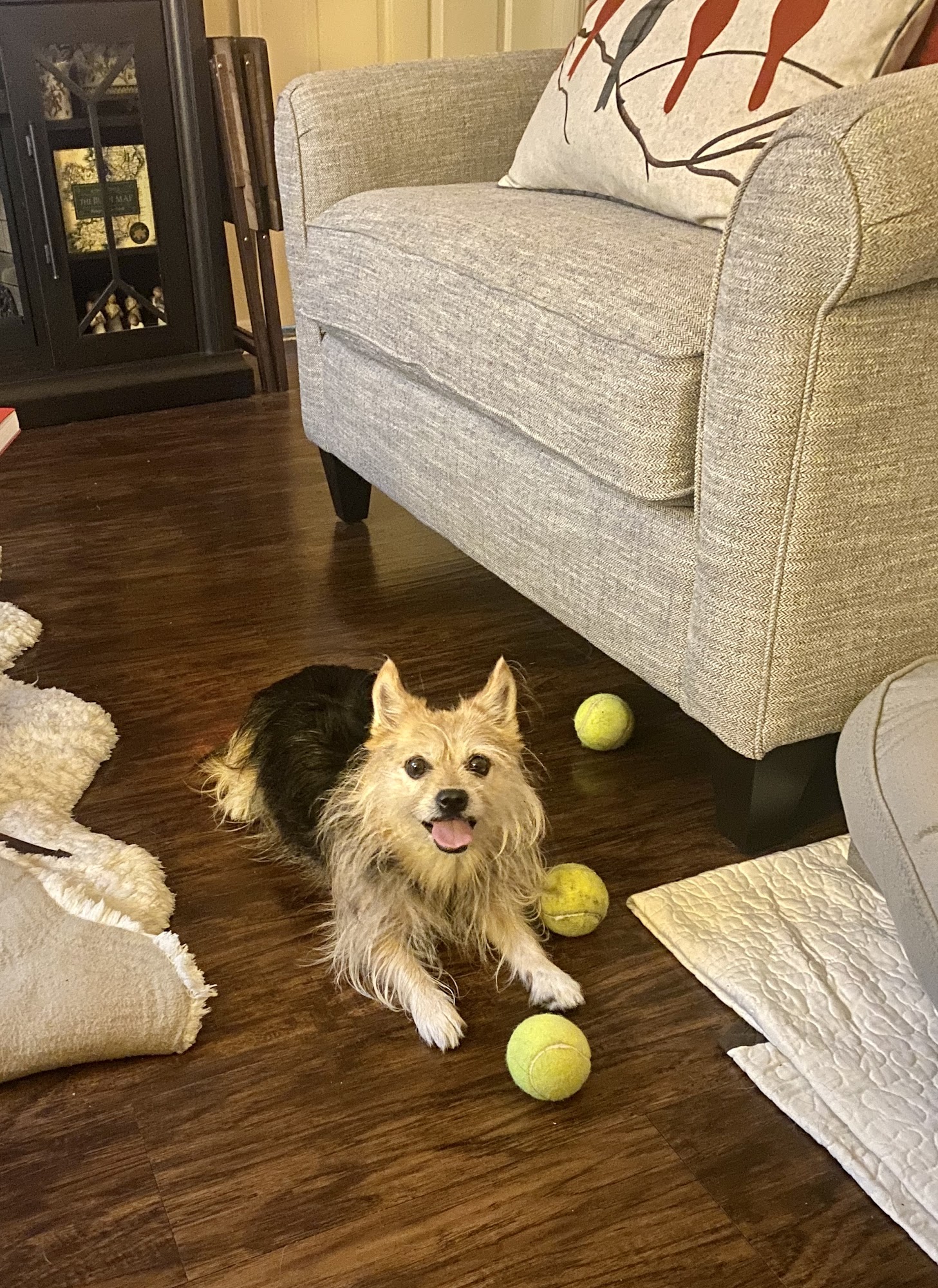 Chain of Lakes Animal Clinic Windermere