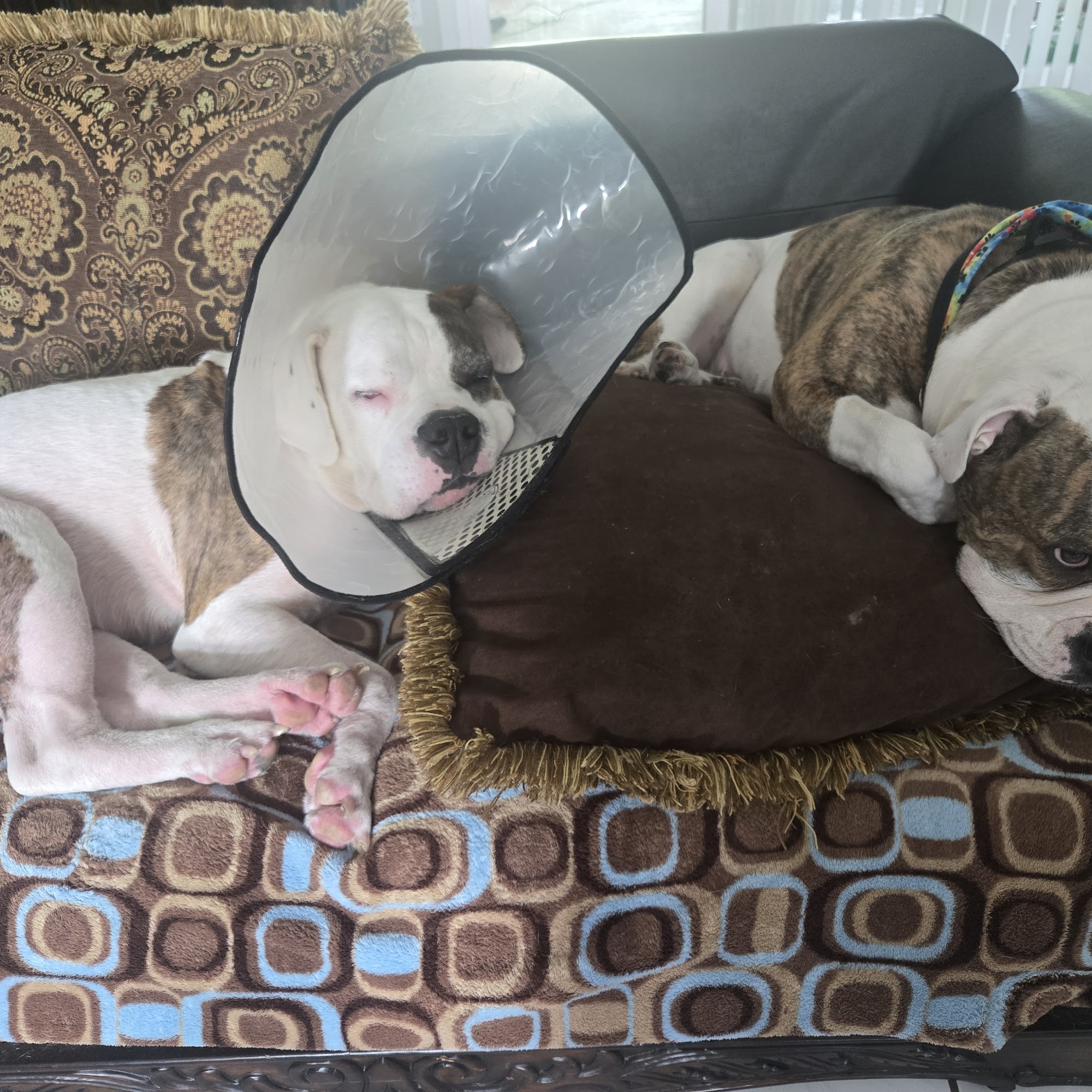 Winter Garden Animal Hospital Winter Garden