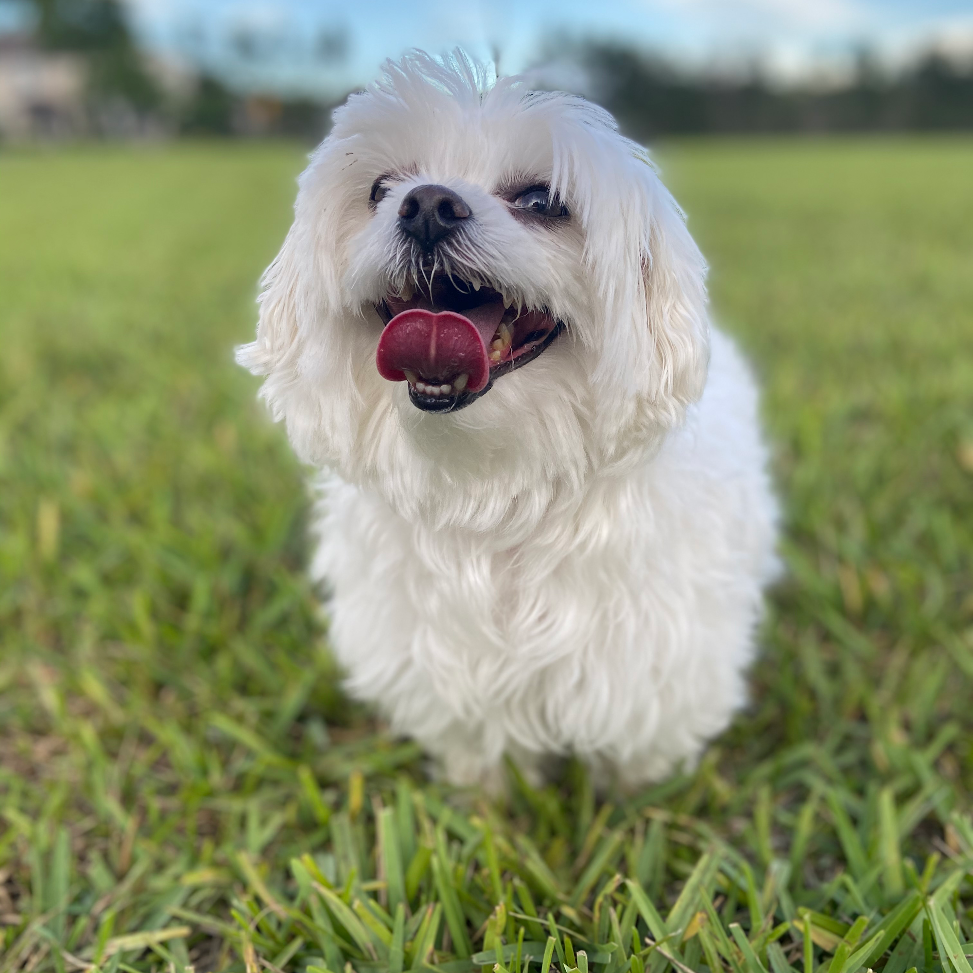 Like Your Pet LLC Winter Garden