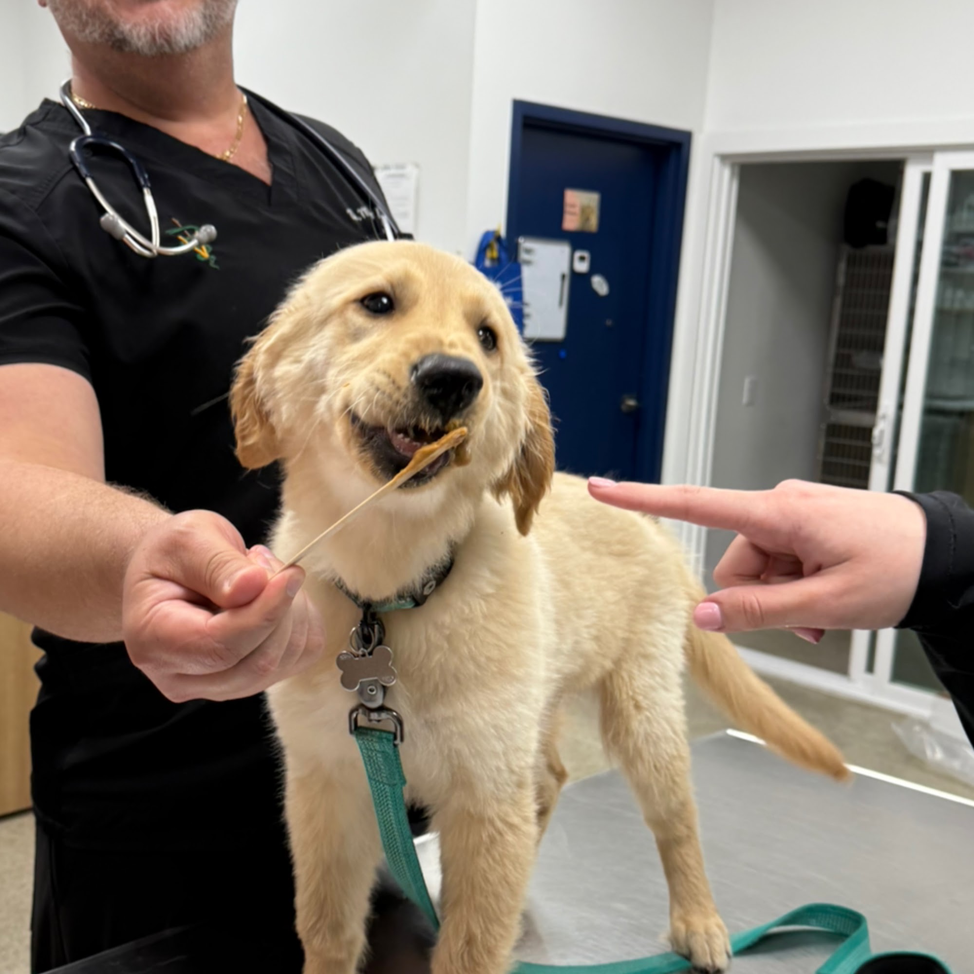 Hamlin Animal Hospital Winter Garden