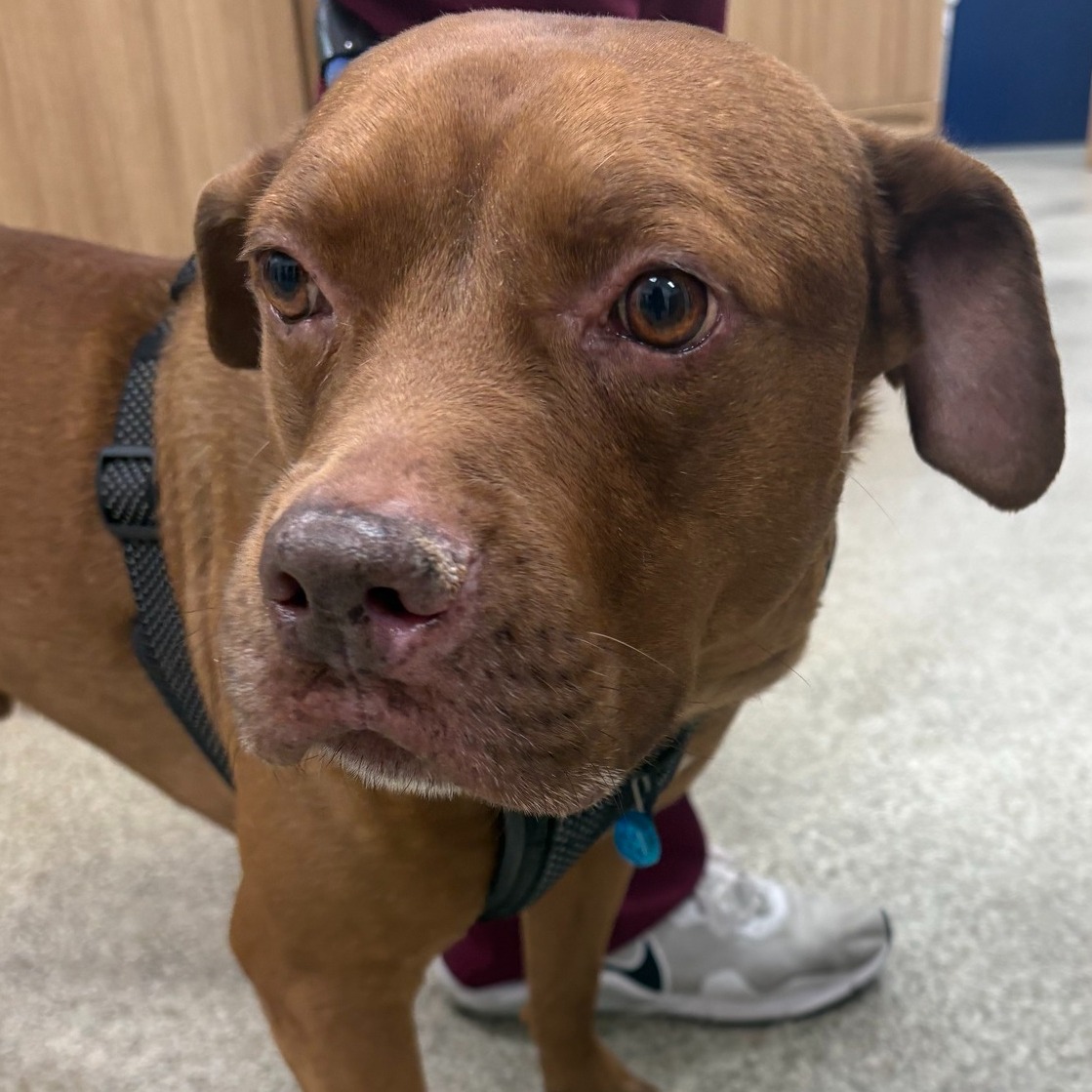 Hamlin Animal Hospital Winter Garden