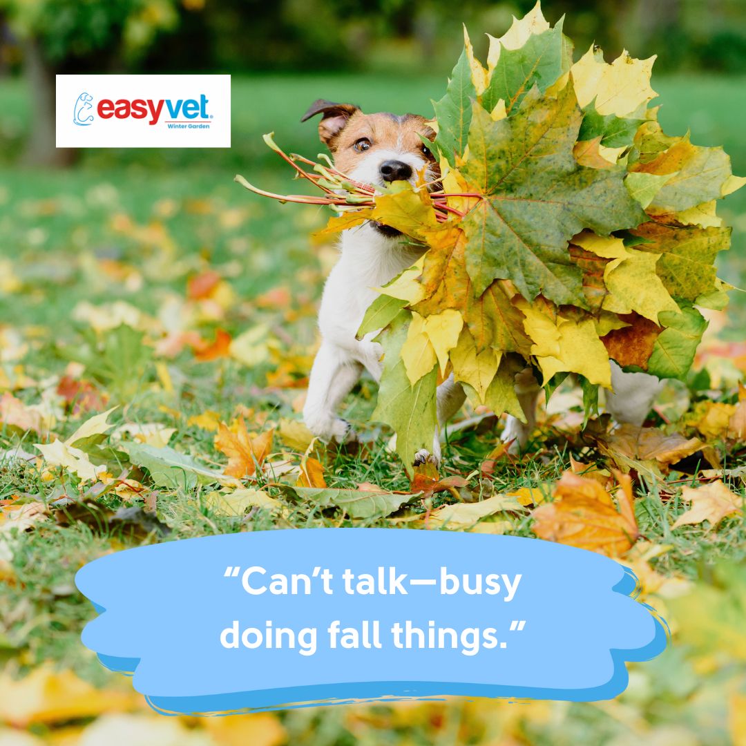 easyvet Veterinarian Winter Garden Winter Garden