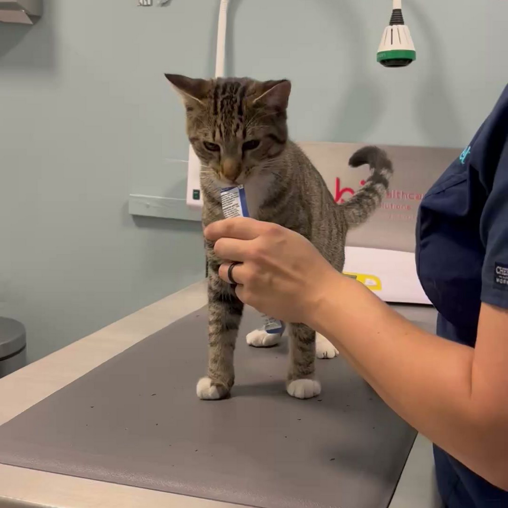 easyvet Veterinarian Winter Garden Winter Garden