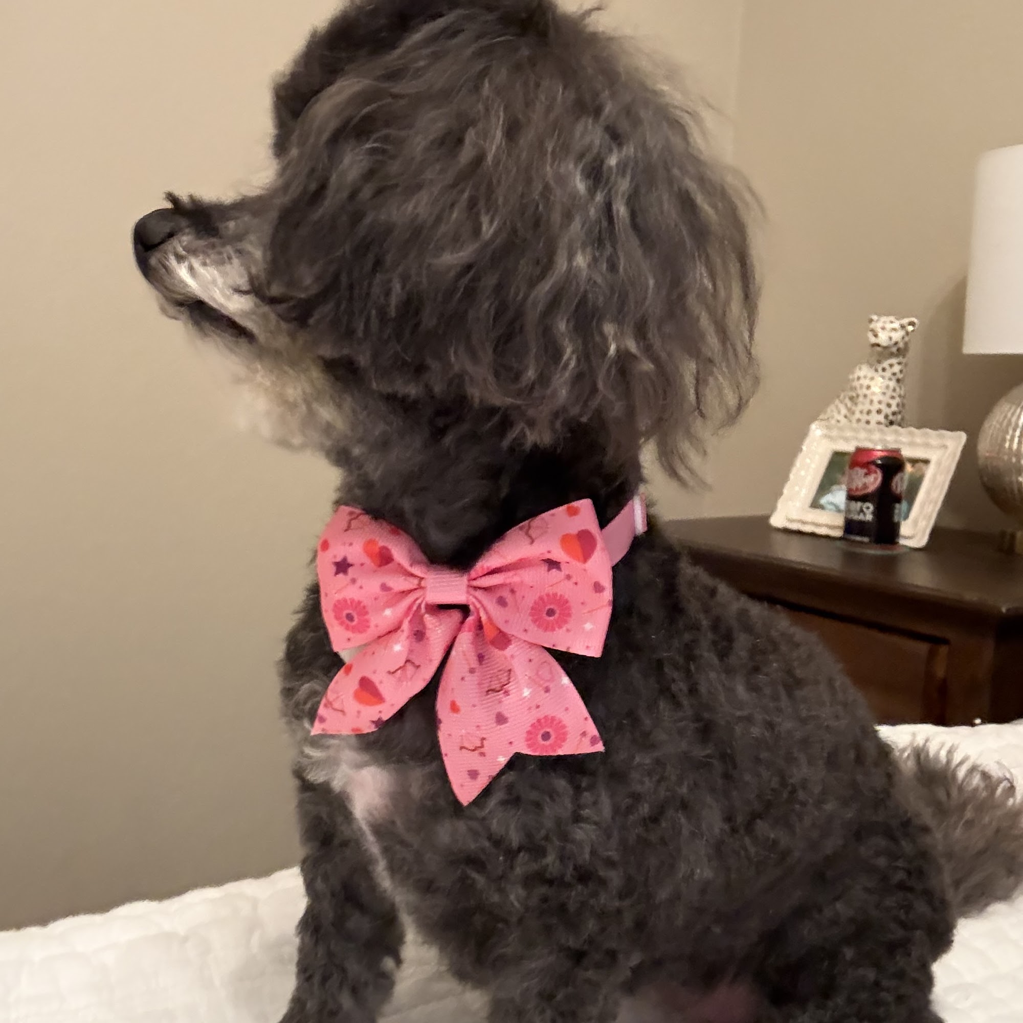 Veterinary Healthcare Associates Winter Haven