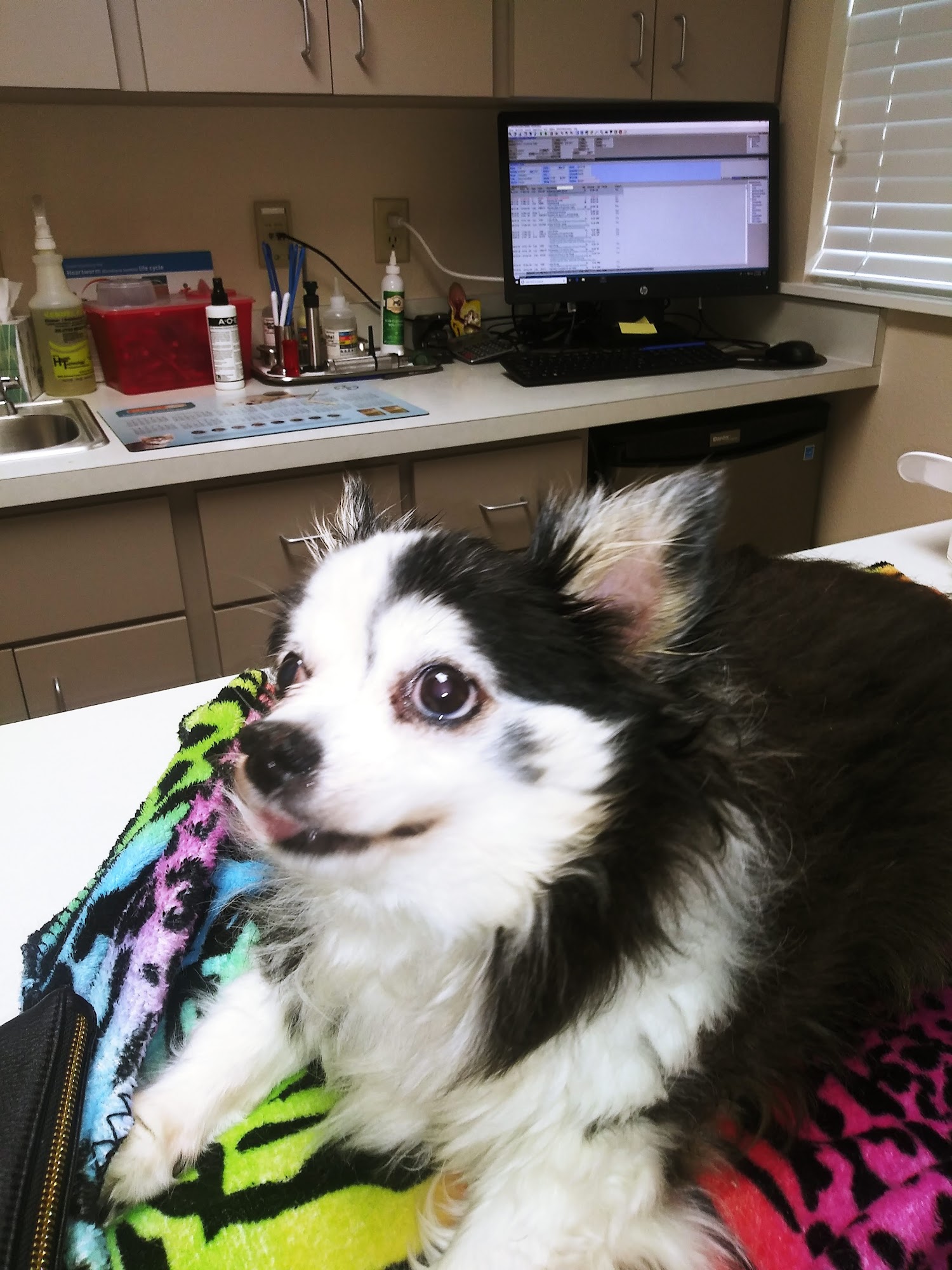 Dunham Animal Hospital Winter Haven