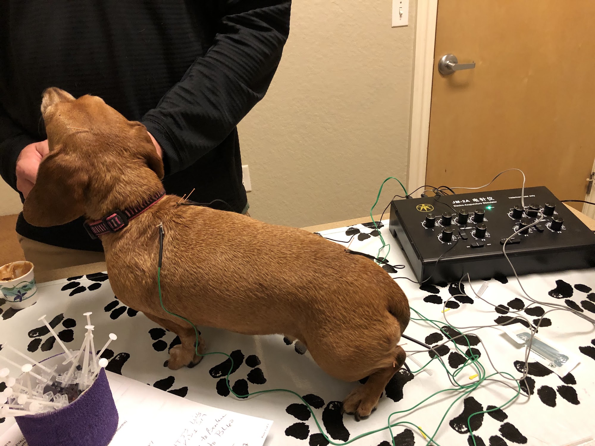 Orchid Springs Animal Hospital Winter Haven