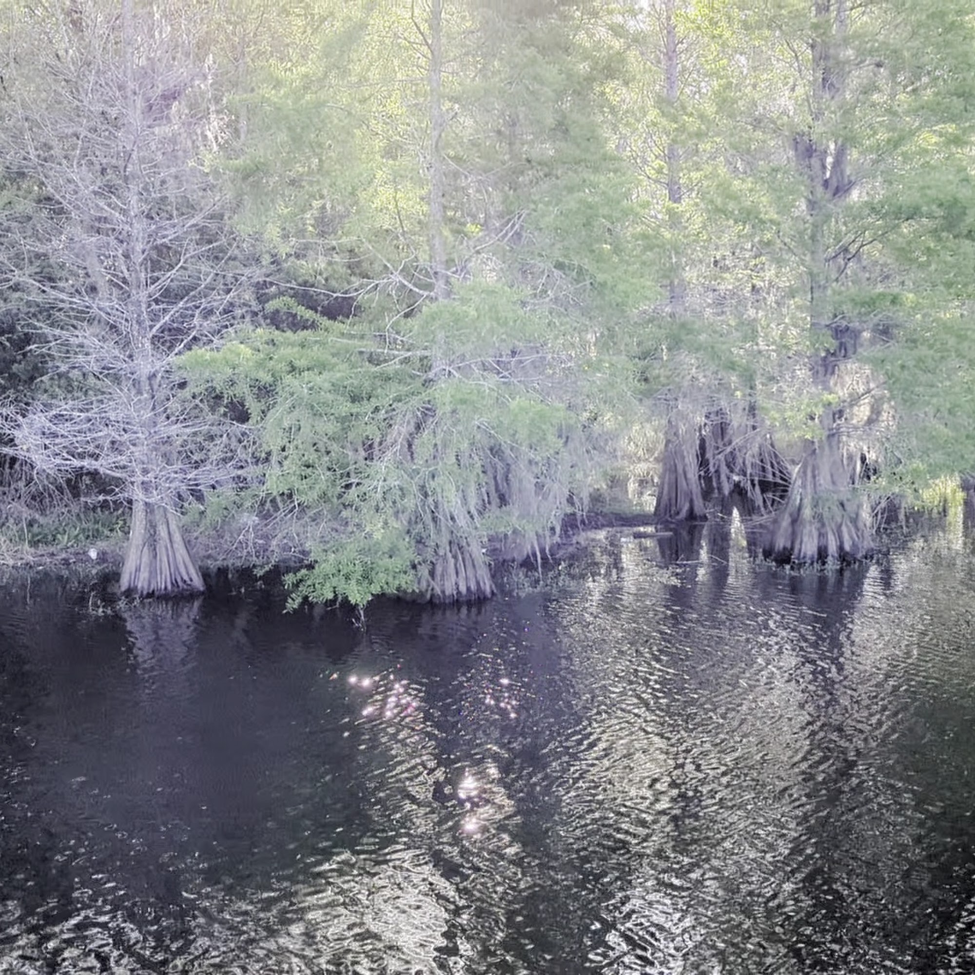 South Lake Howard Nature Park Winter Haven