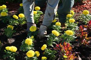 Weber Environmental Services