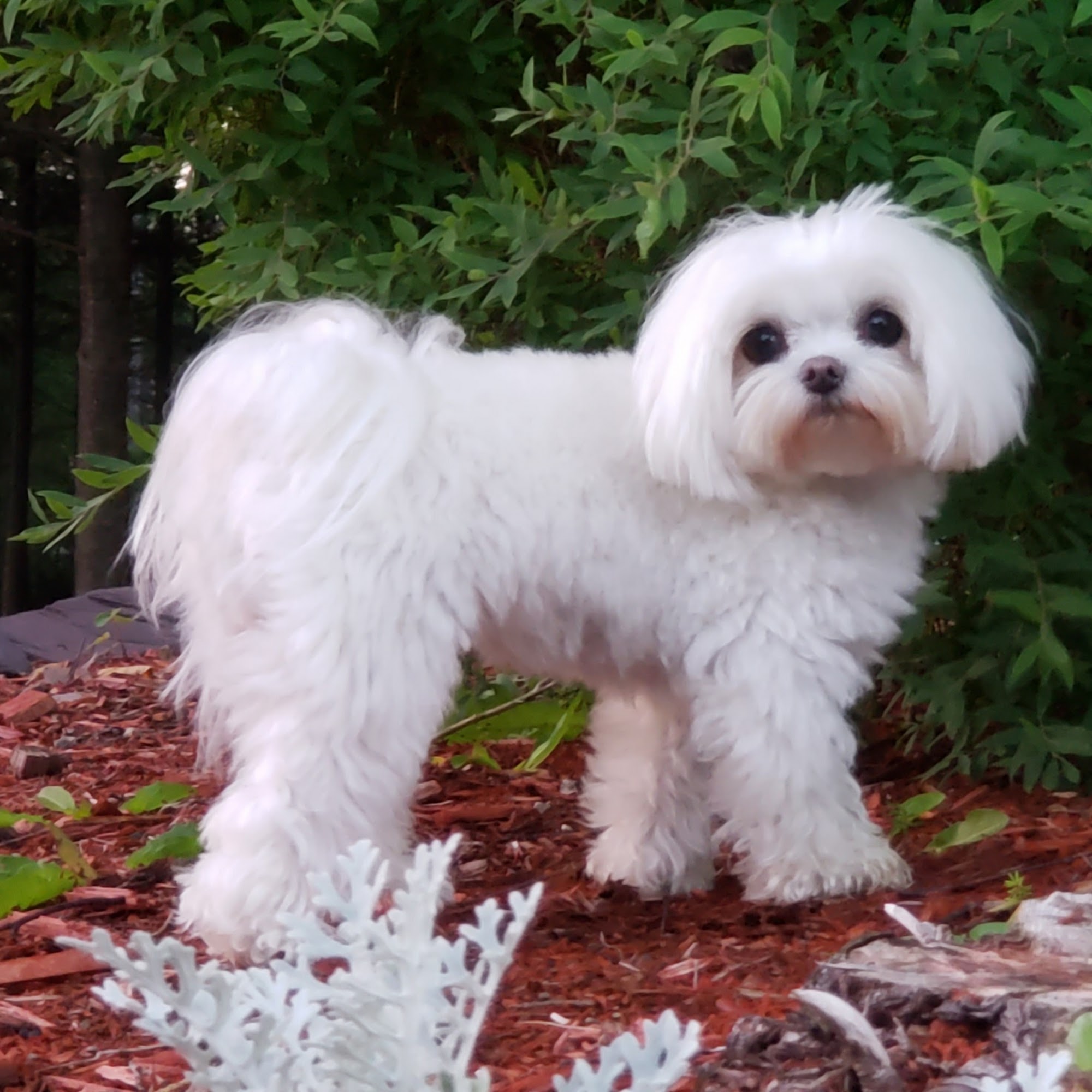 Exquisite Pups by Christine Winter Haven