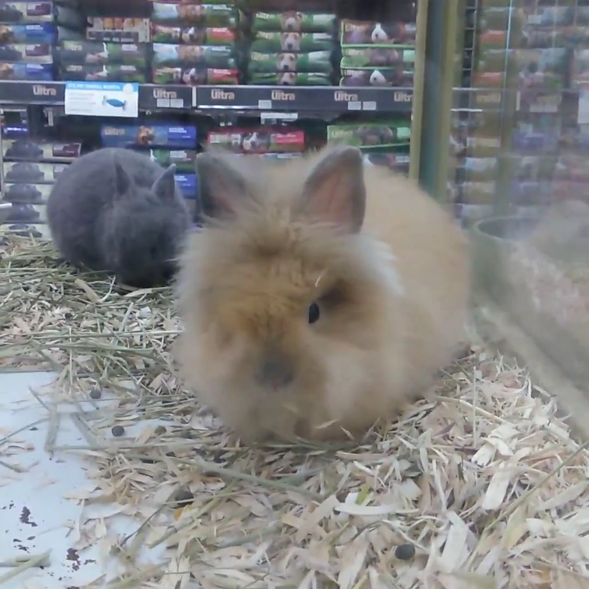 Pet Supermarket Winter Park