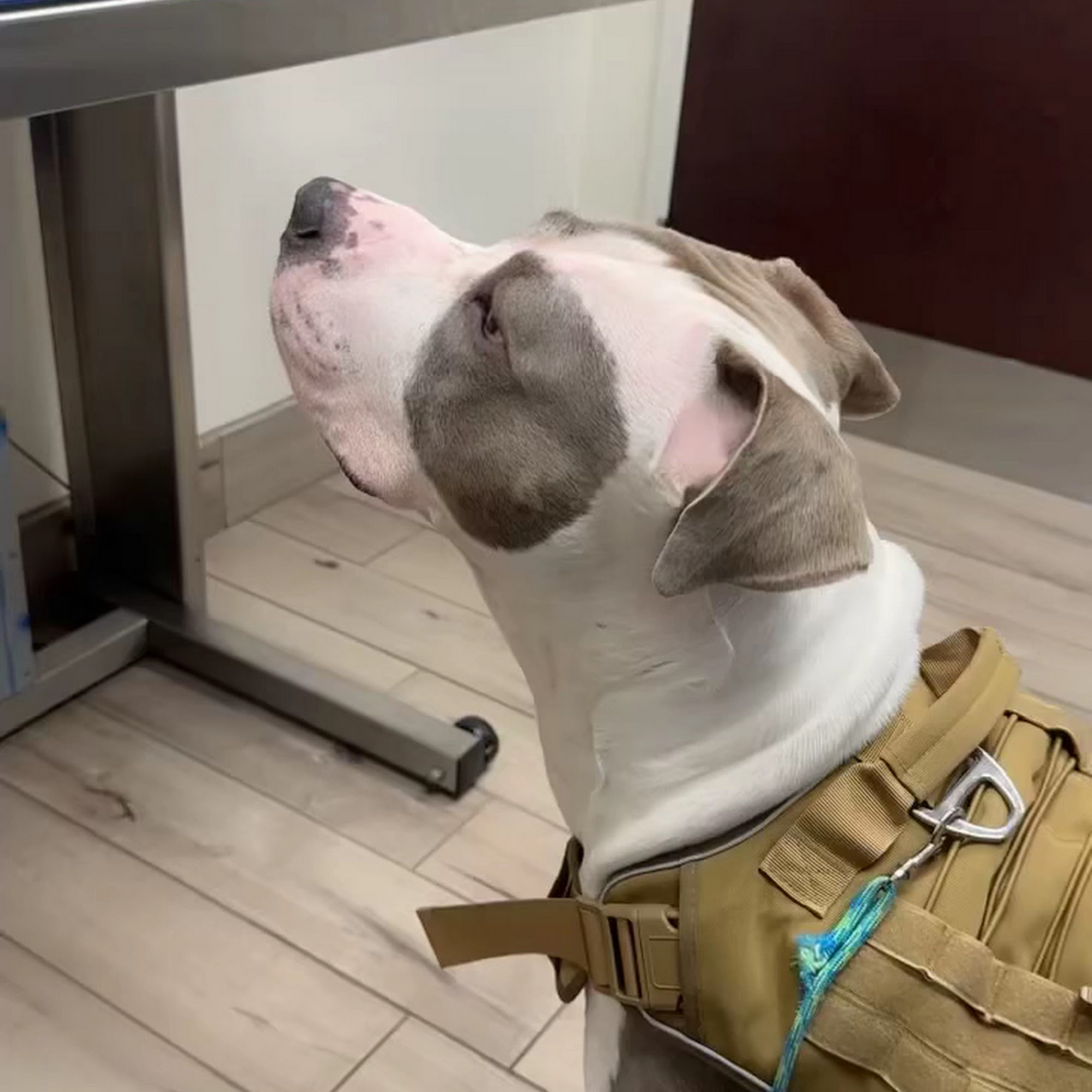 Winter Park Veterinary Hospital Winter Park