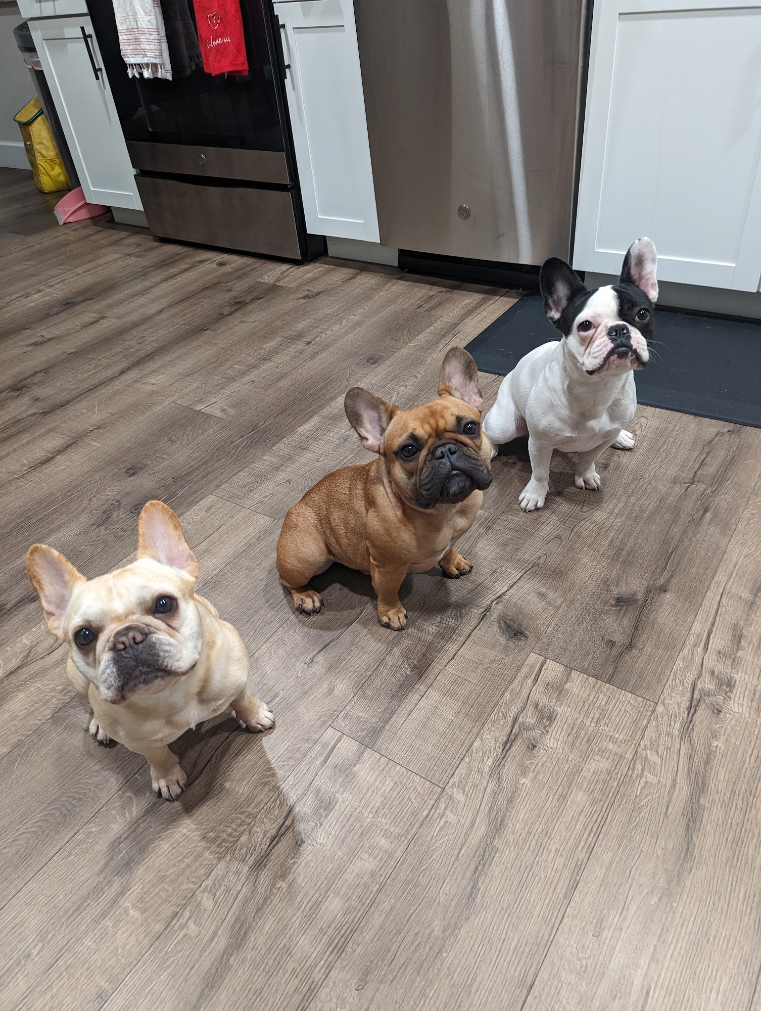 Interlachen Animal Hospital Winter Park