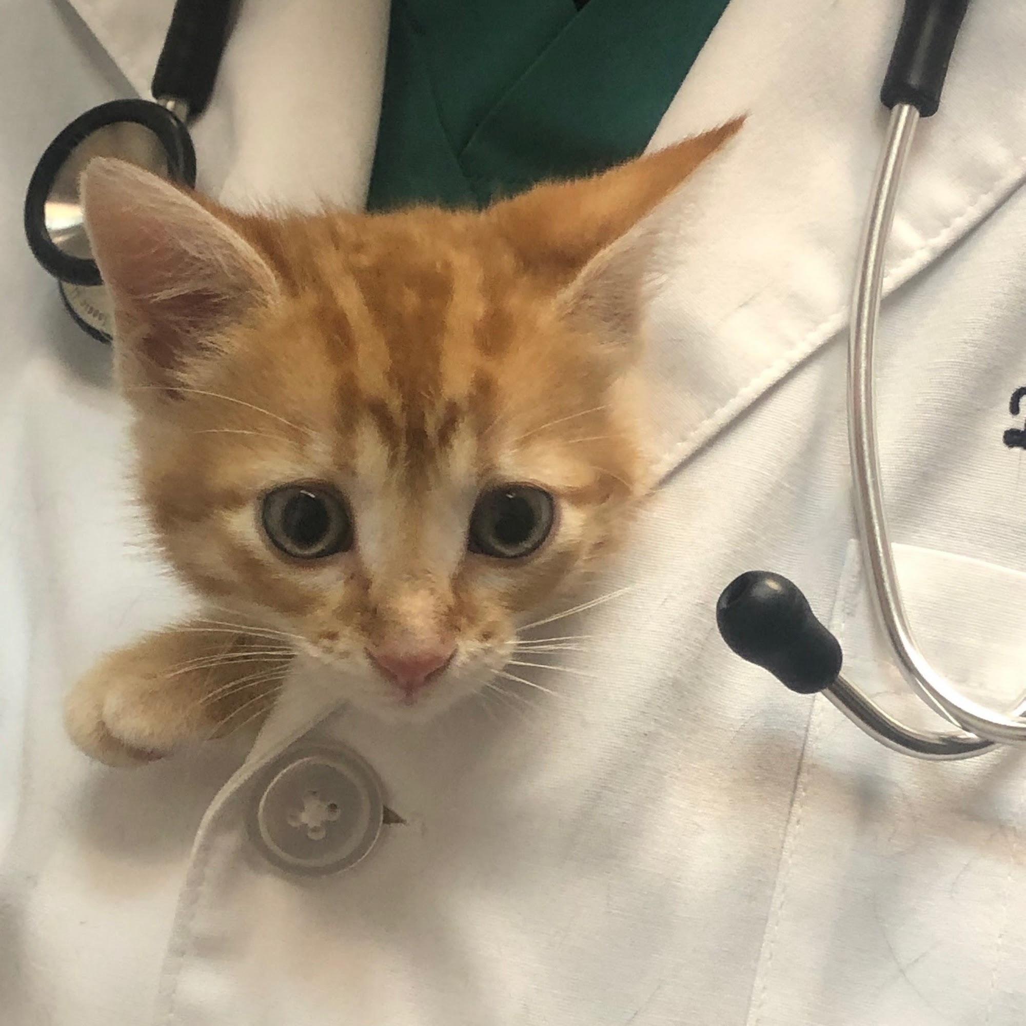 Interlachen Animal Hospital Winter Park