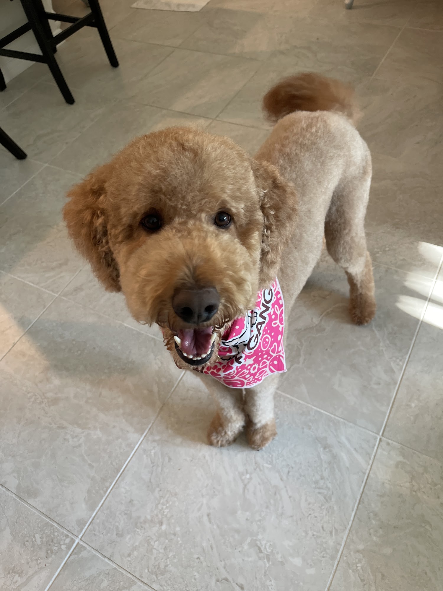 Woof Gang Bakery & Grooming Winter Park Corners Winter Park