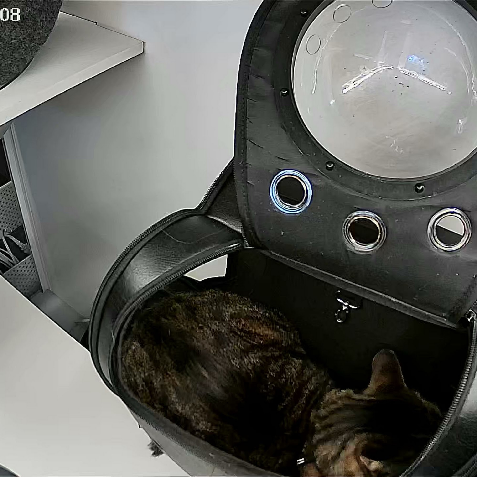 Whisker Park Winter Park