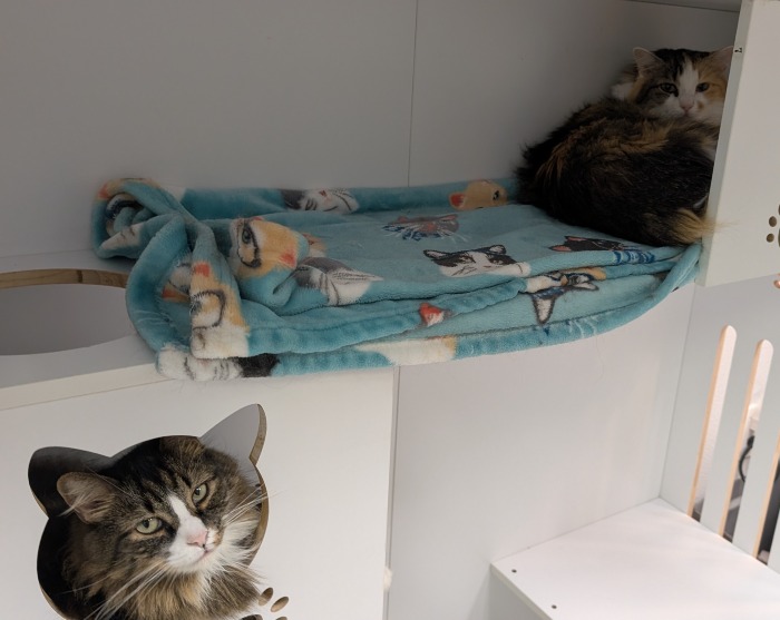 Whisker Park Winter Park