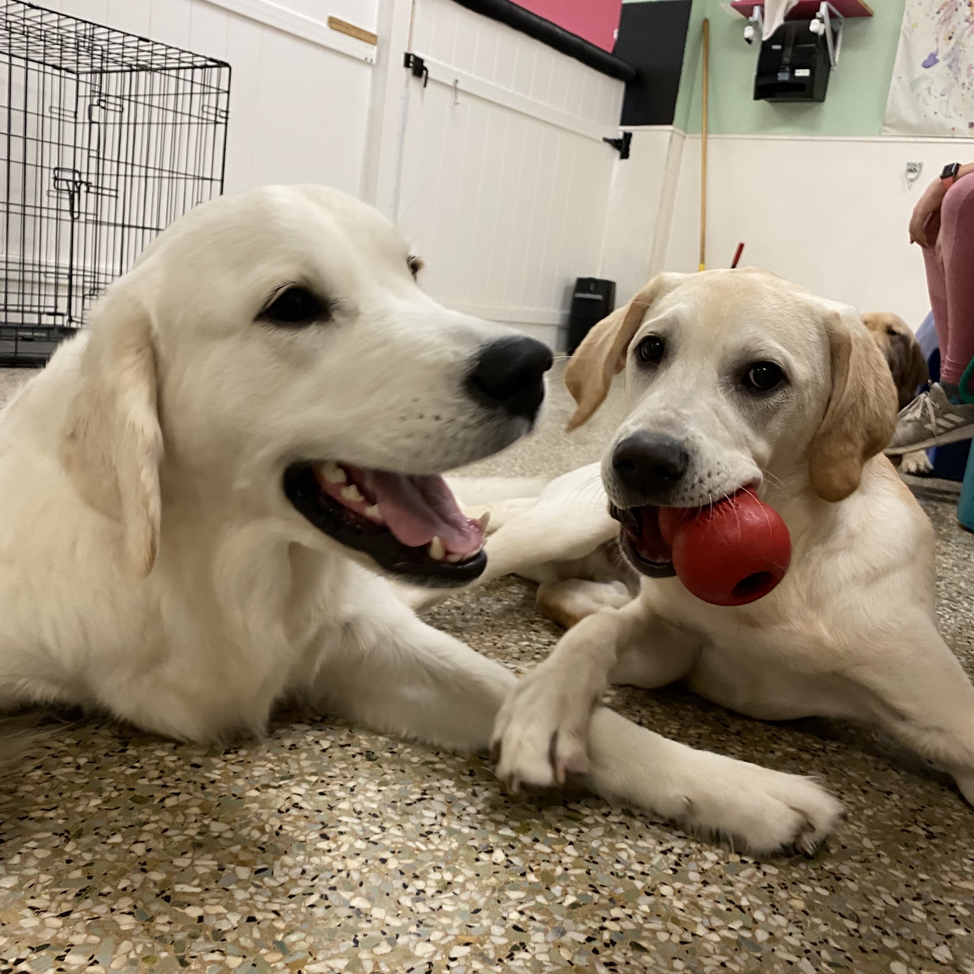 Paws Abound - Dog Walking & Overnight Pet Care Winter Park