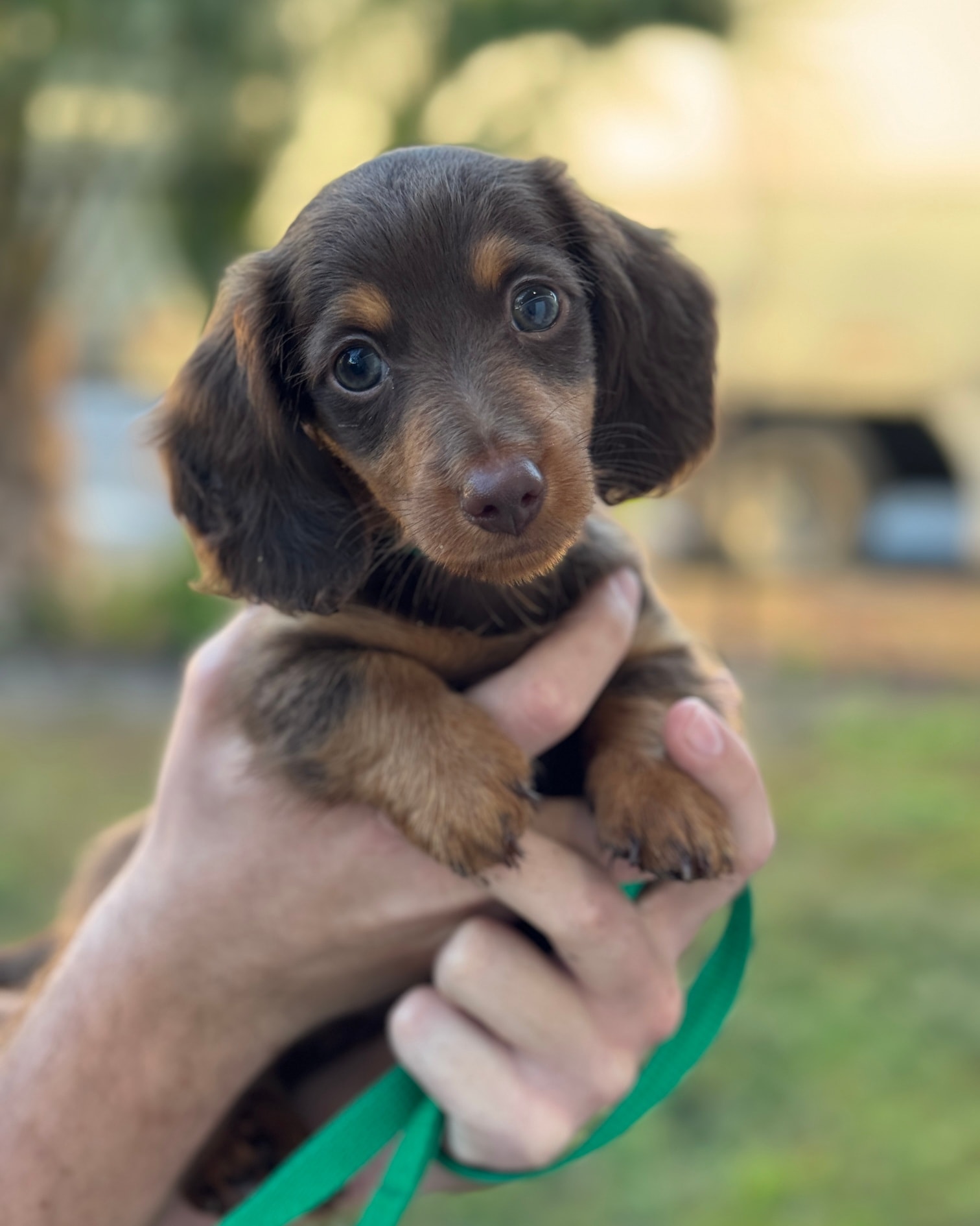 Seminole Trail Animal Hospital Winter Springs