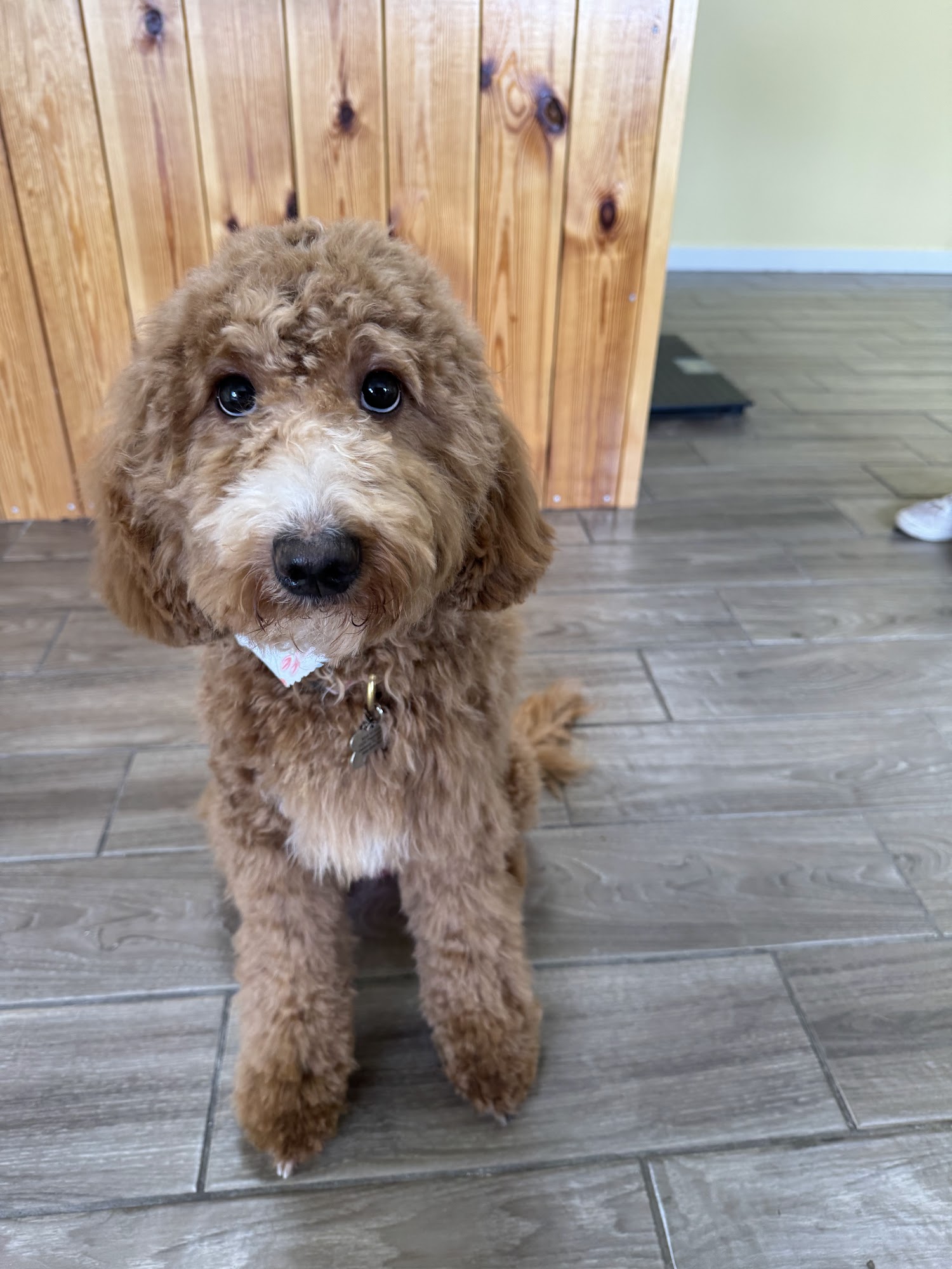 Top Dog Grooms Winter Springs