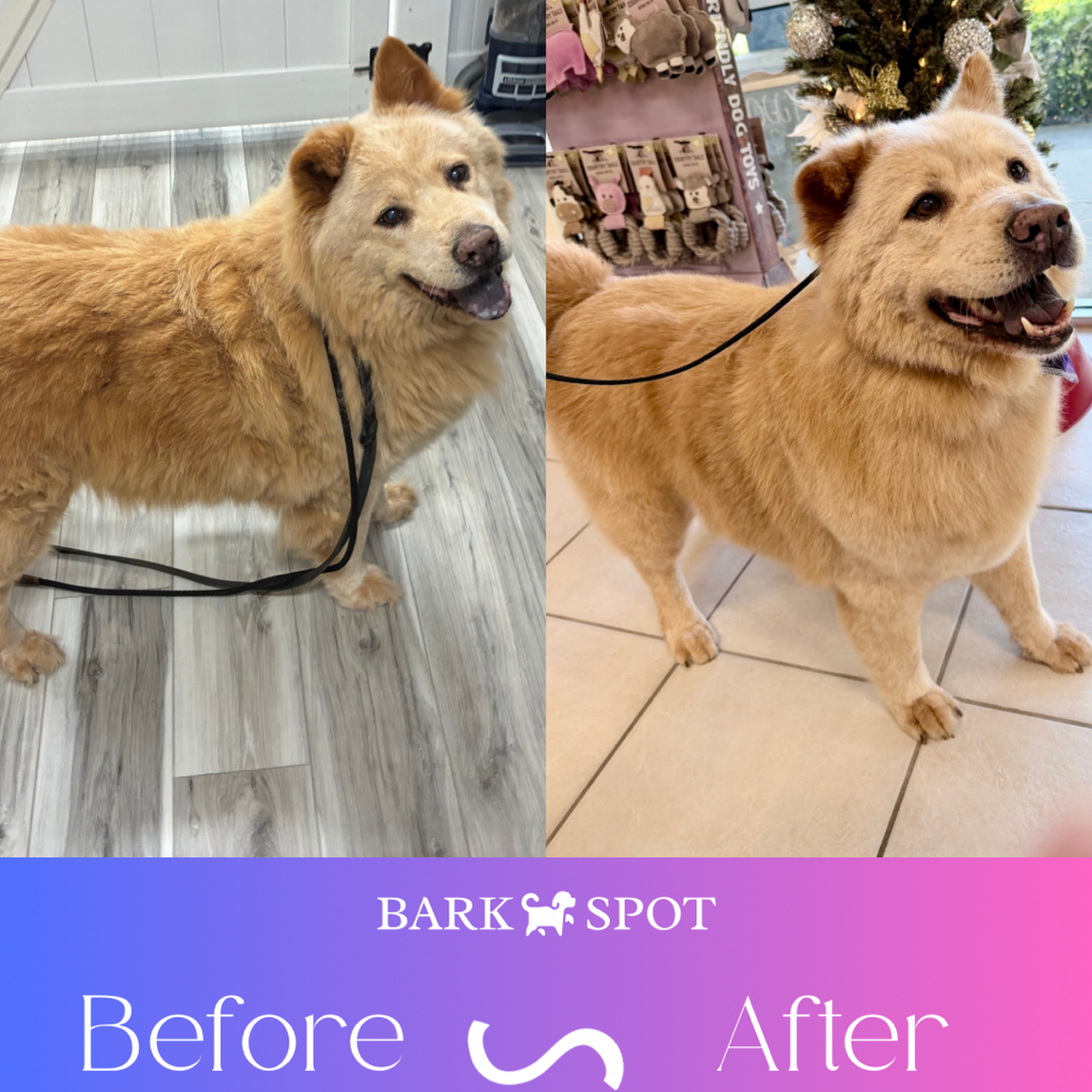 Bark Spot - Dog Boutique and Spa Winter Springs