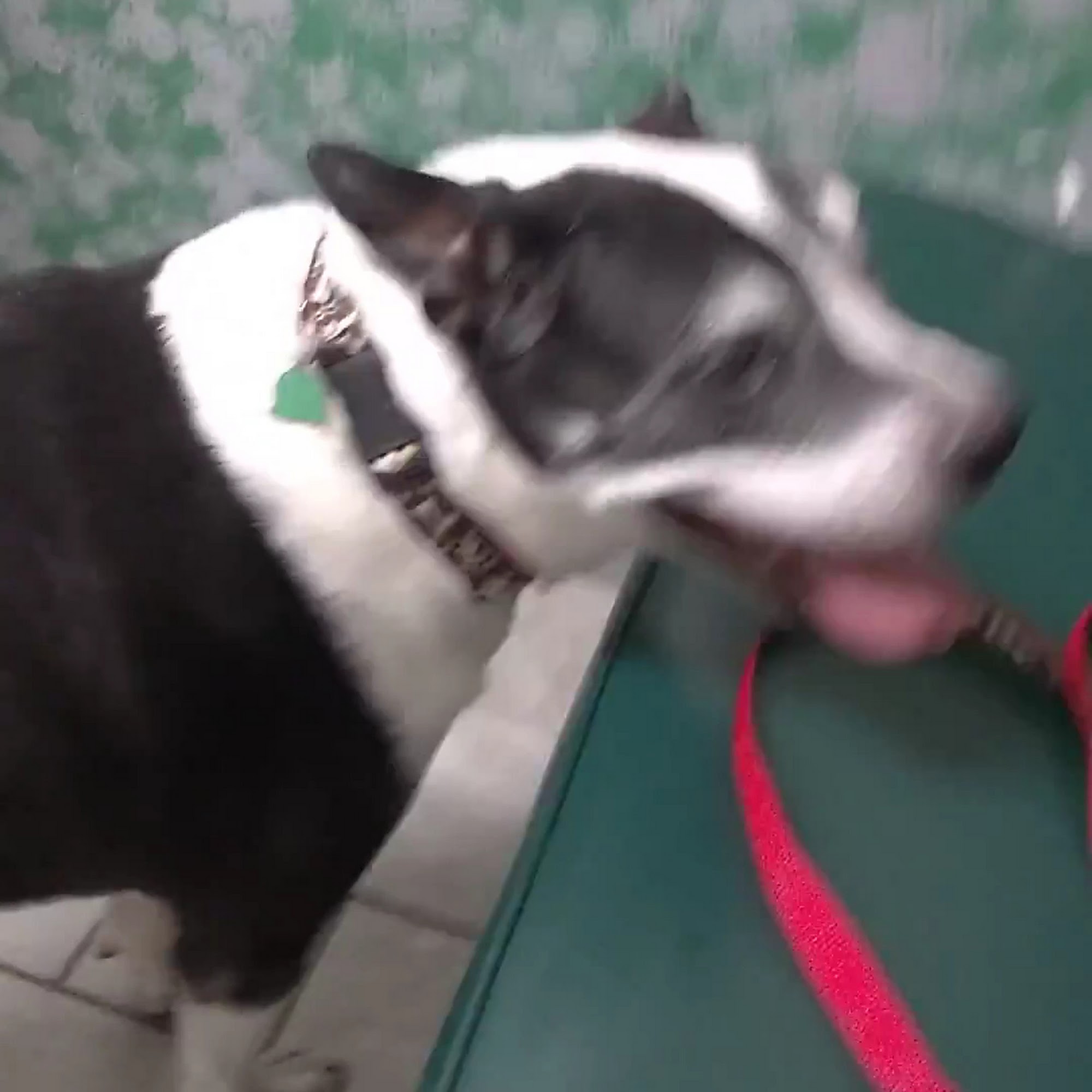 4 Paws Pet Clinic Yulee