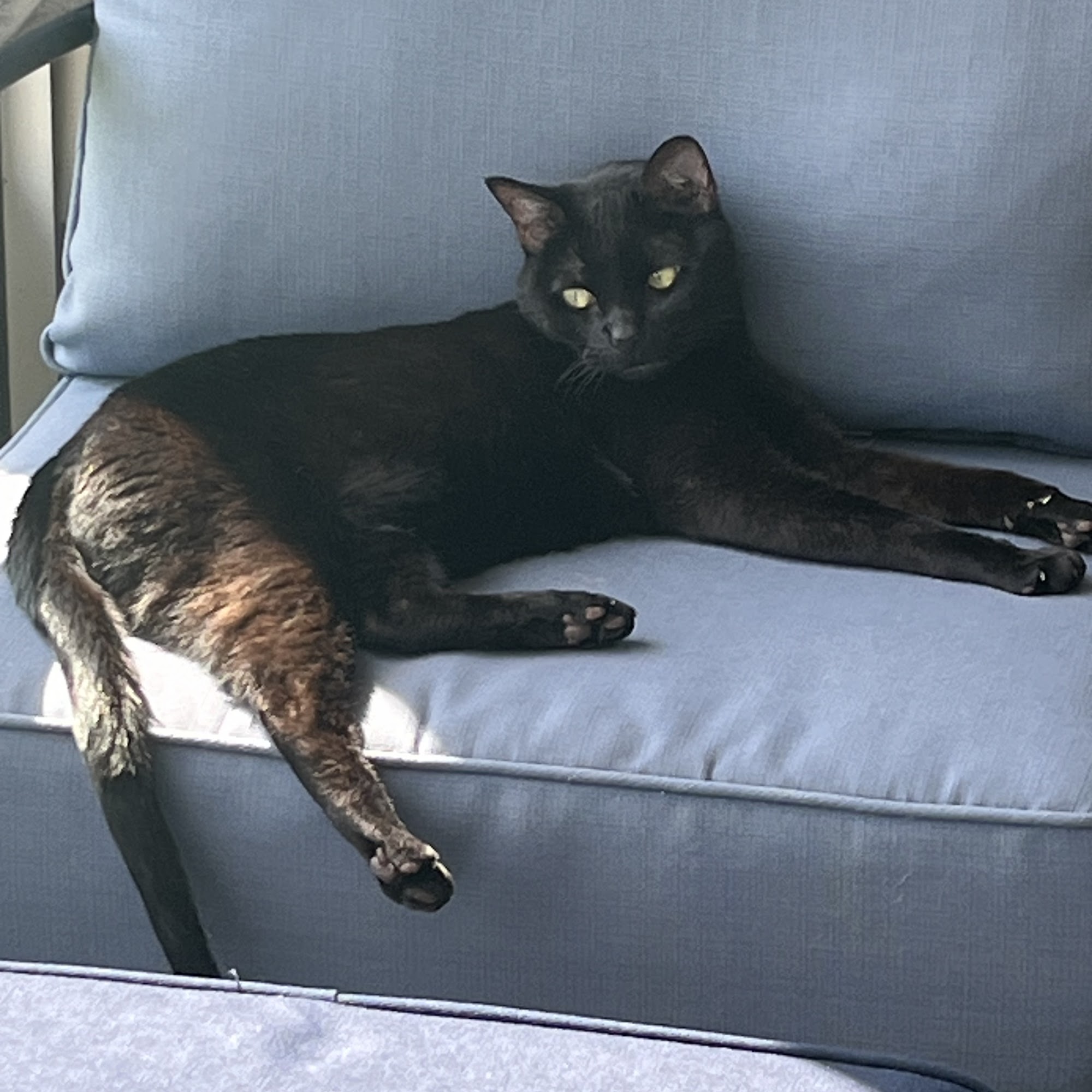 Nassau Veterinary Hospital Yulee