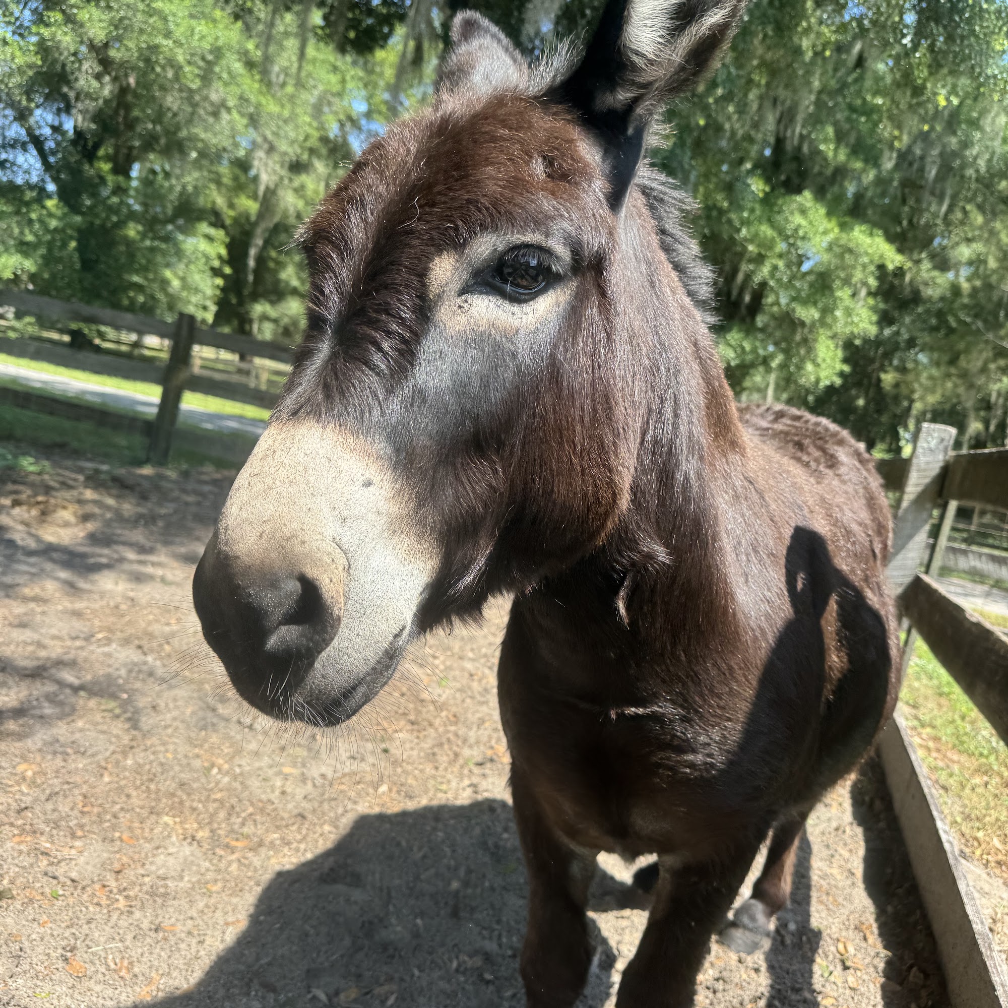 Little Long Ears Farm Zellwood