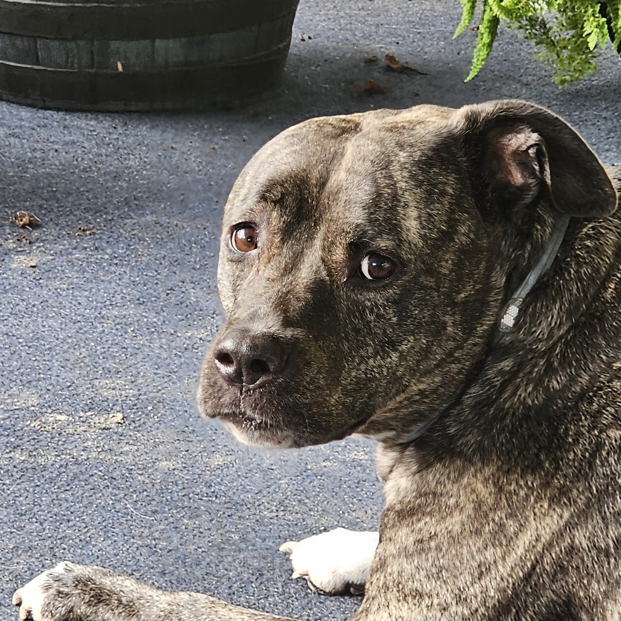 Crystal Springs Veterinary Clinic, PA Zephyrhills