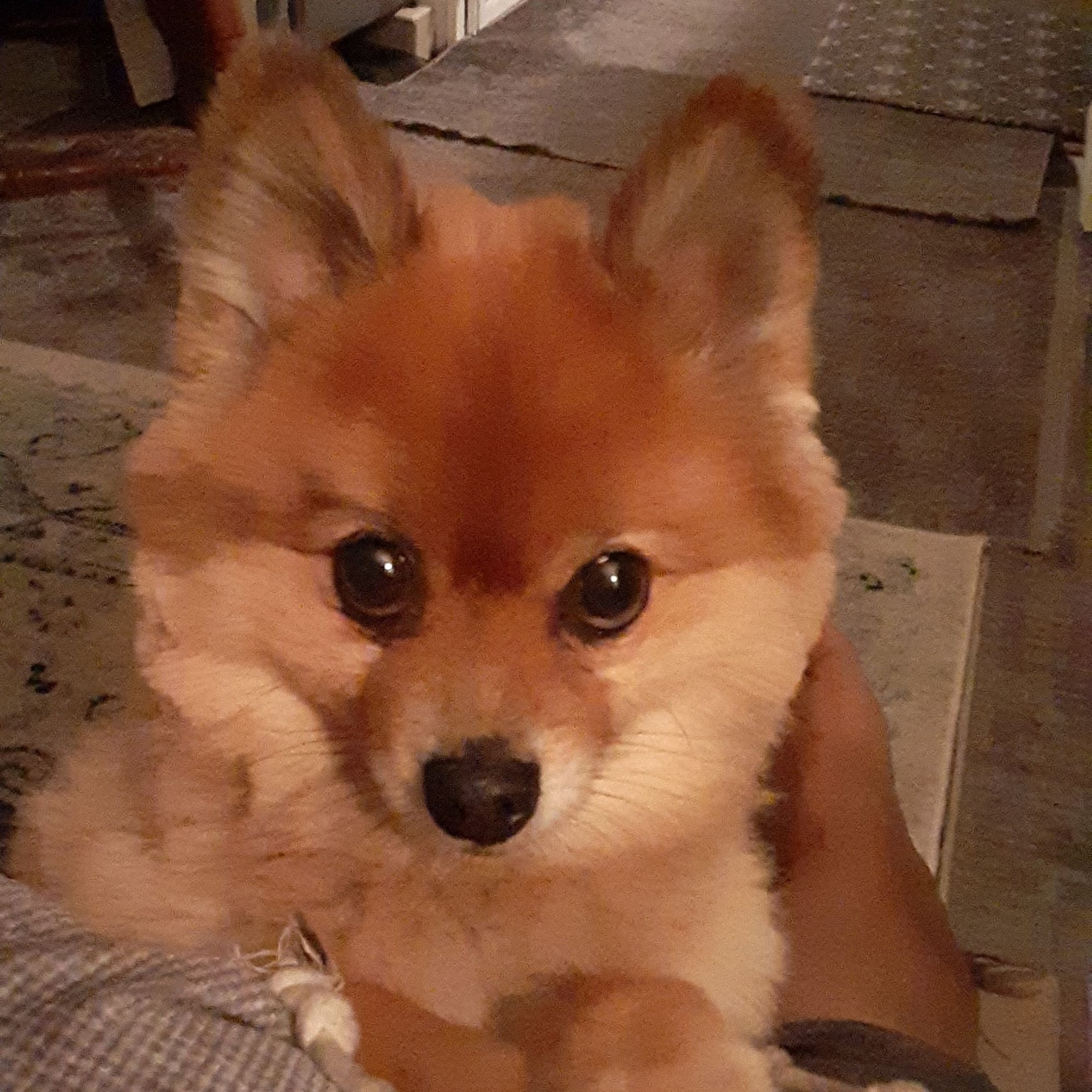 Zephyrhills Veterinary Clinic Zephyrhills