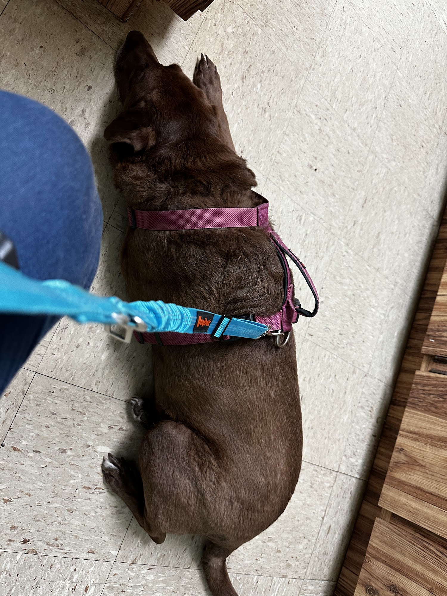 Adkins 301 Pet Hospital LLC Zephyrhills