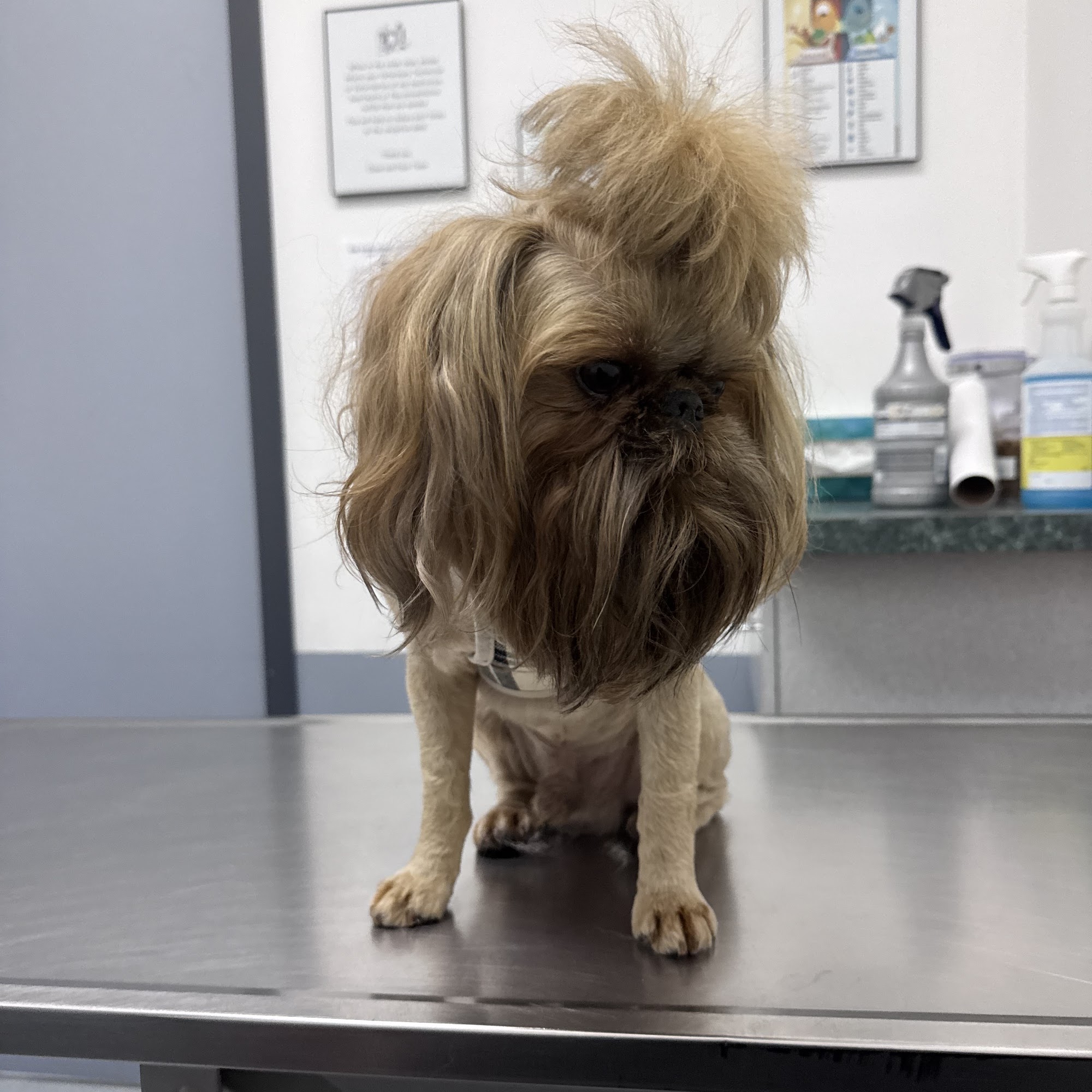 Claws & Paws Animal Hospital Zephyrhills