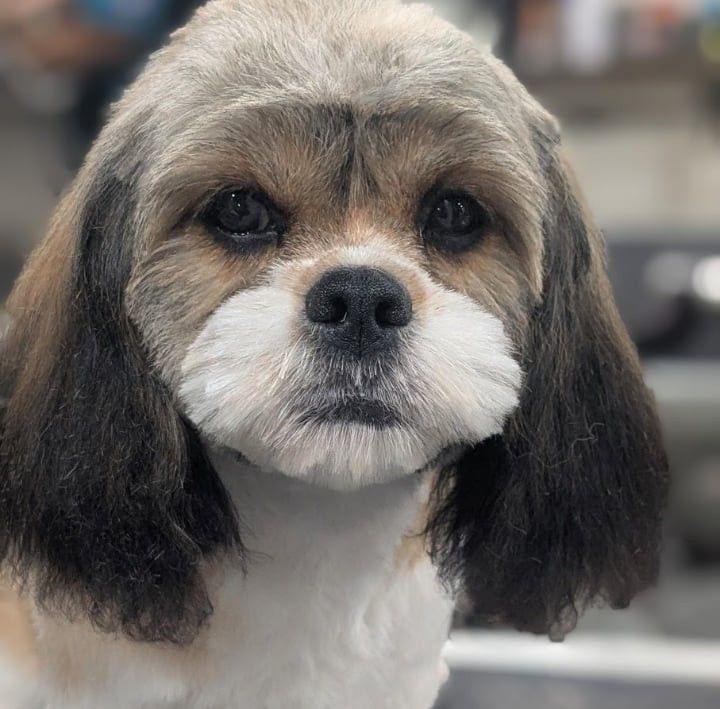 Sittin pretty pet parlor Zephyrhills