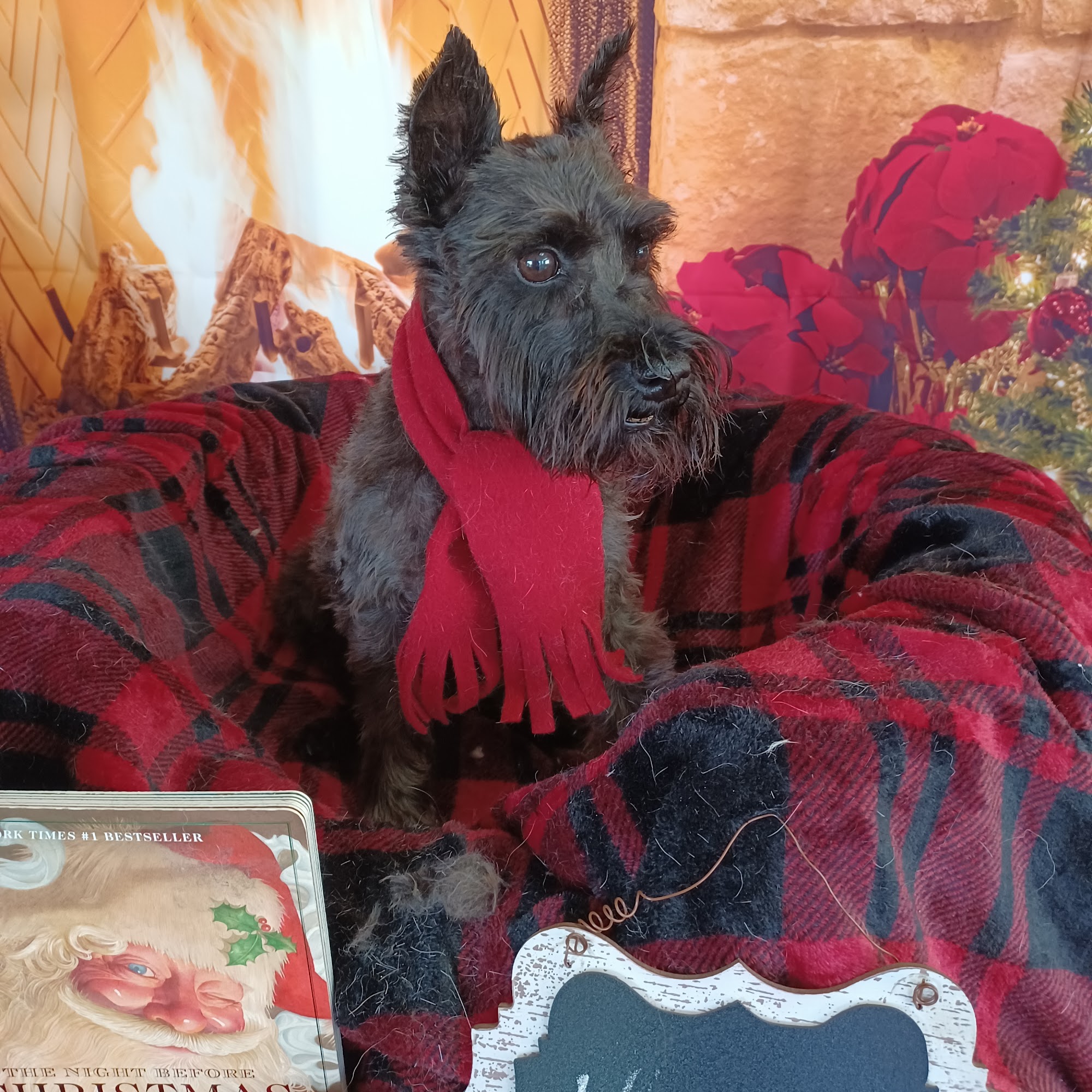 Happy Tails Pet Grooming Zephyrhills