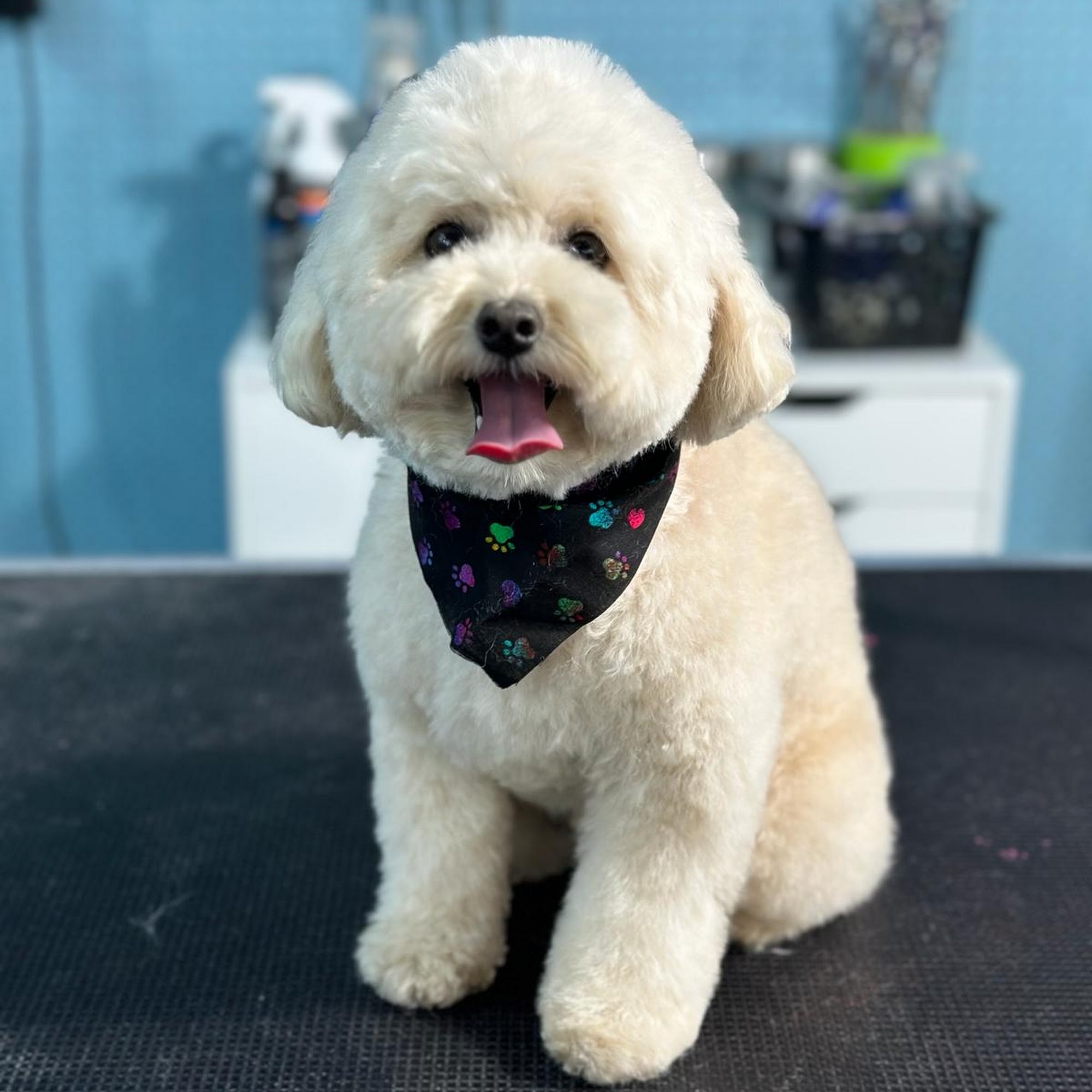 Guarneri Grooming Salon Zephyrhills