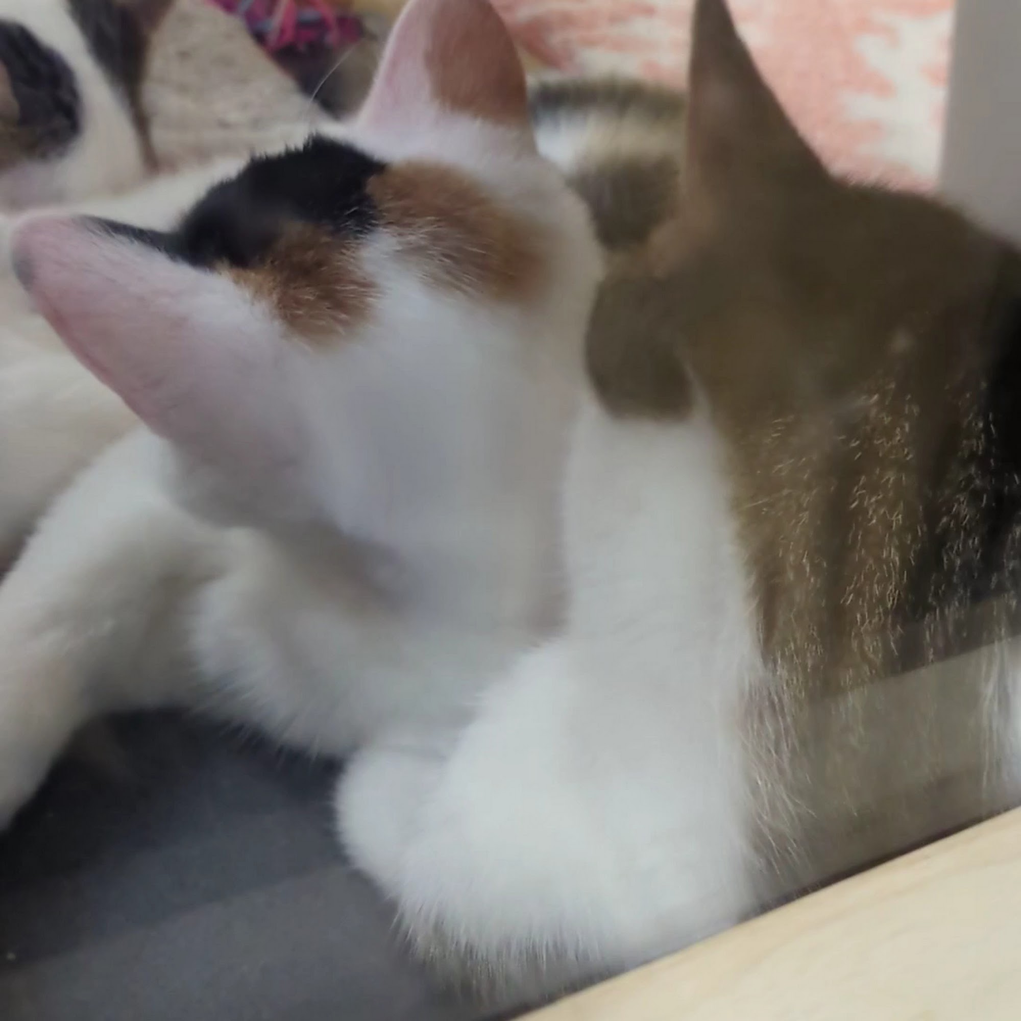 PetSmart Acworth