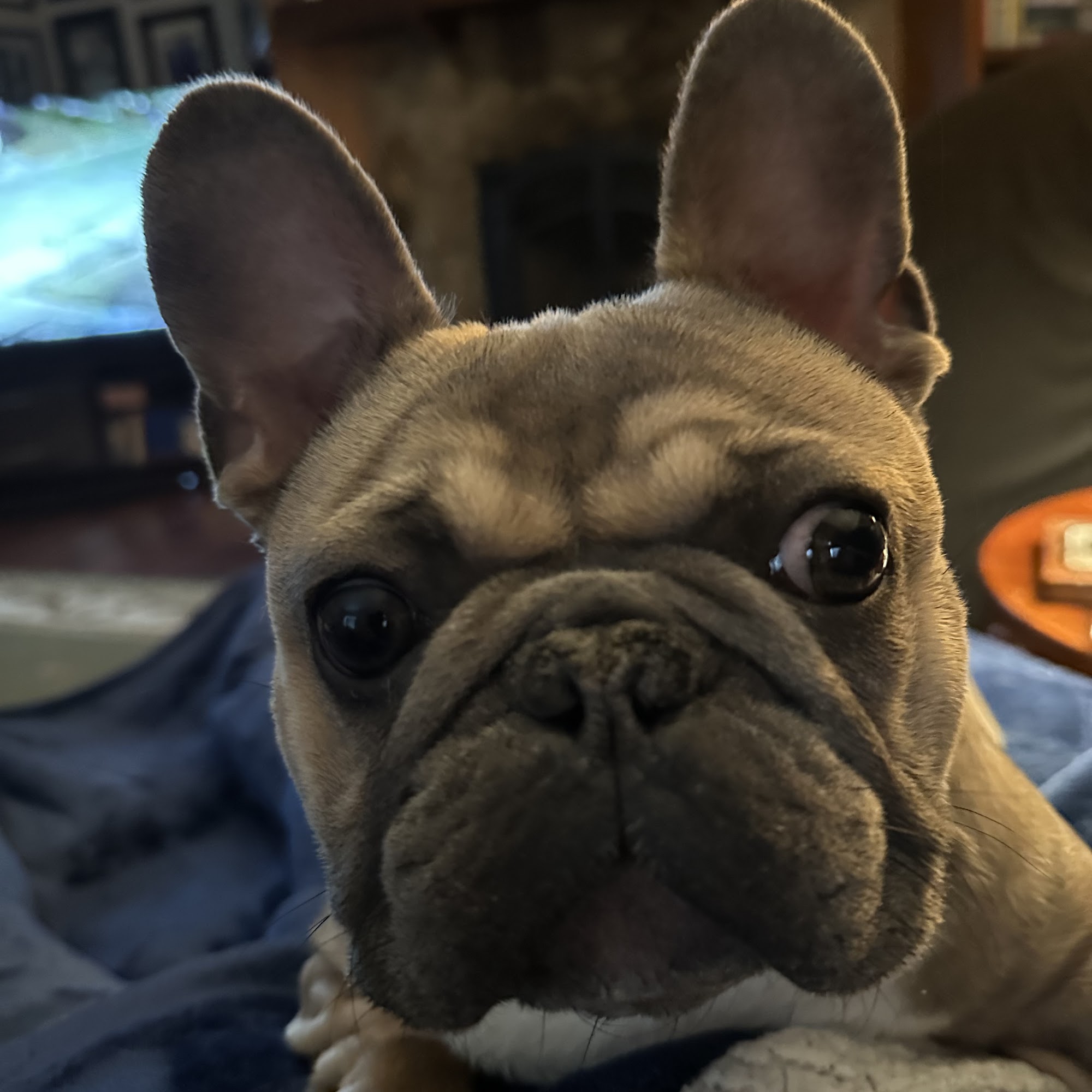 Cedarcrest Animal Hospital Acworth