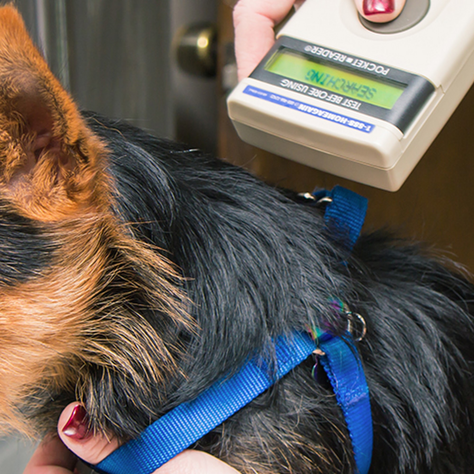 Acworth Animal Hospital Acworth