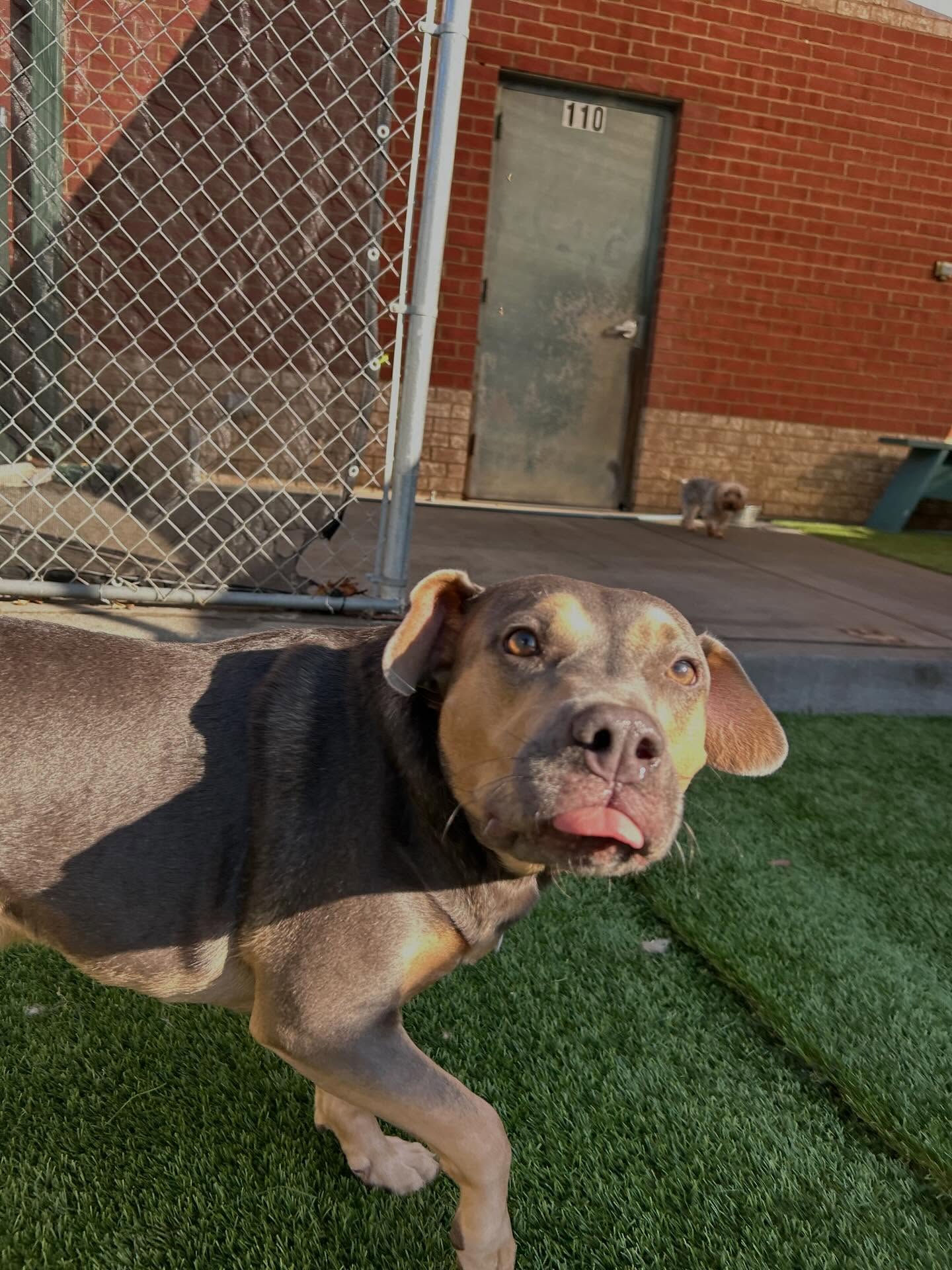 Pawsitively Zen Acworth