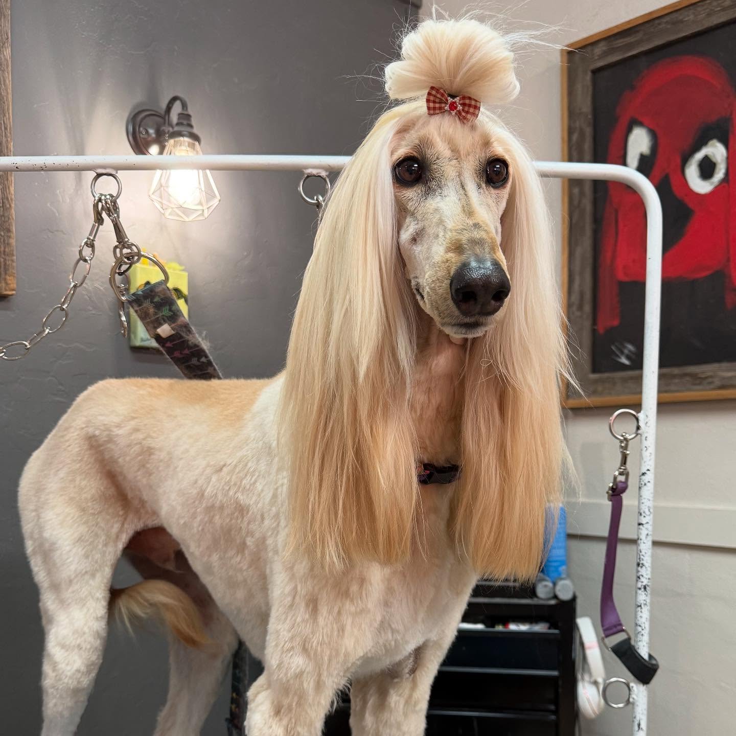 Dirty Dog Grooming Salon