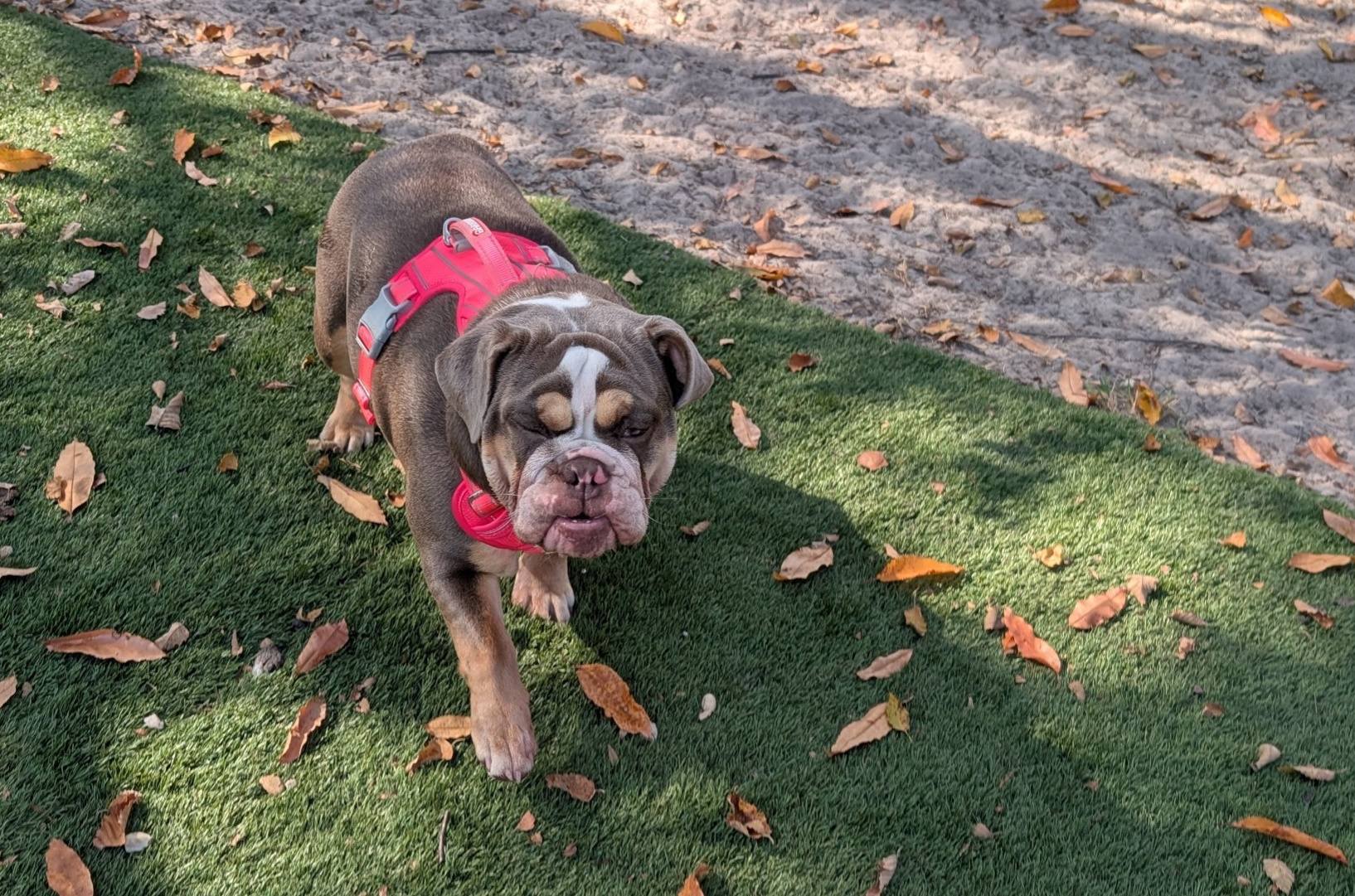 Ardy Mac's Dog House Adel