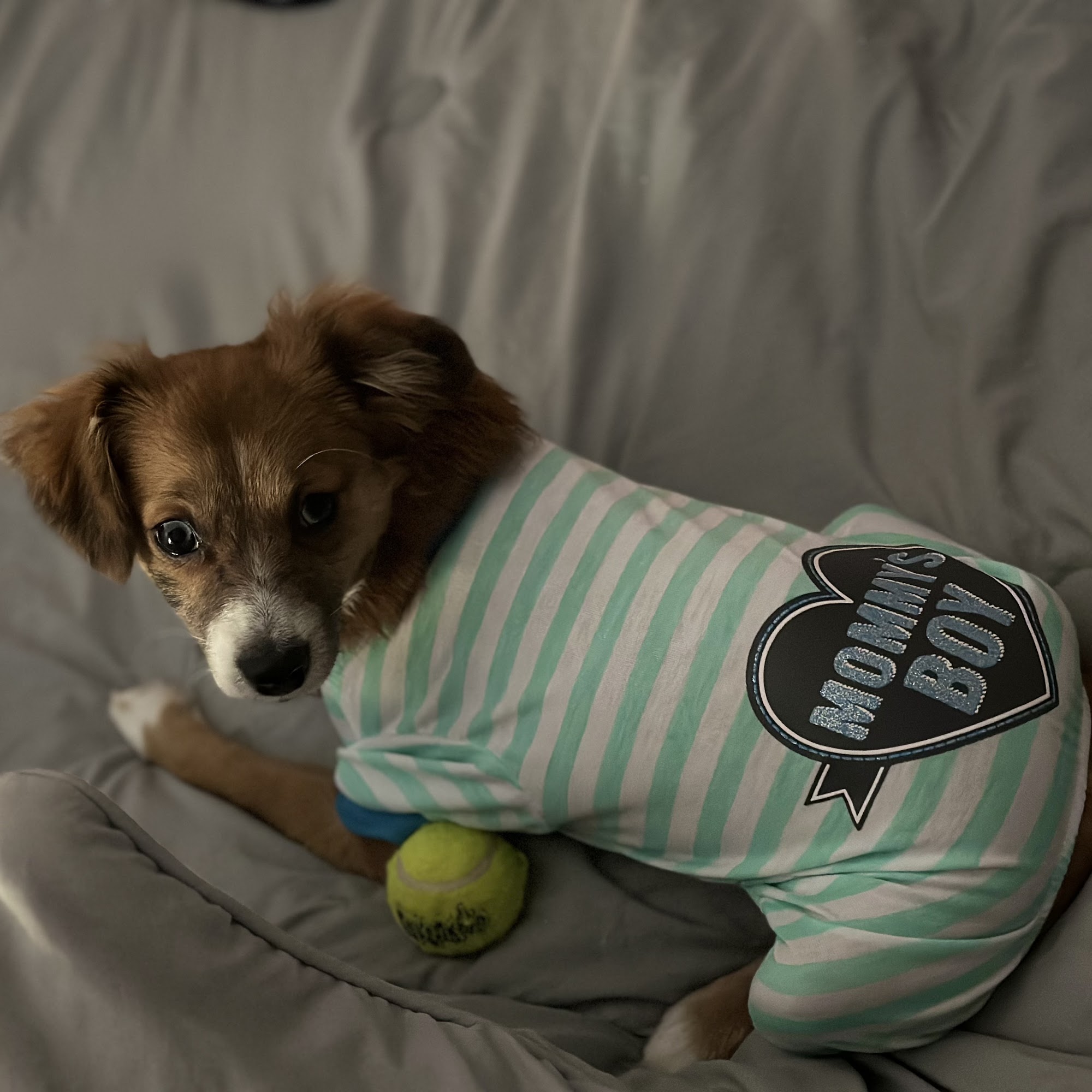 Dockery Williams Odom & Deriso: Deriso Charlie DVM Albany