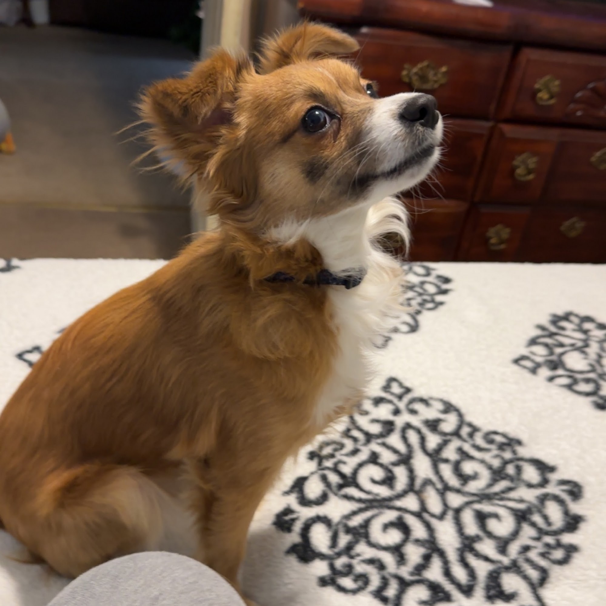 Dockery Williams Odom & Deriso: Deriso Charlie DVM 140 N Magnolia St S, Albany Georgia 31707