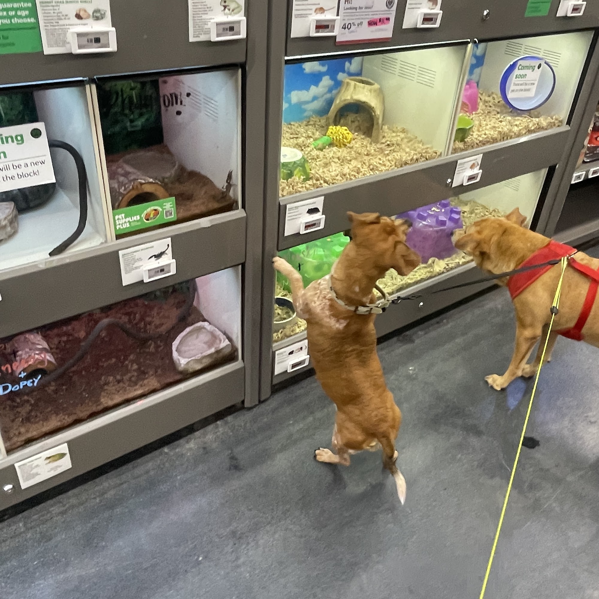Pet Supplies Plus Albany Albany