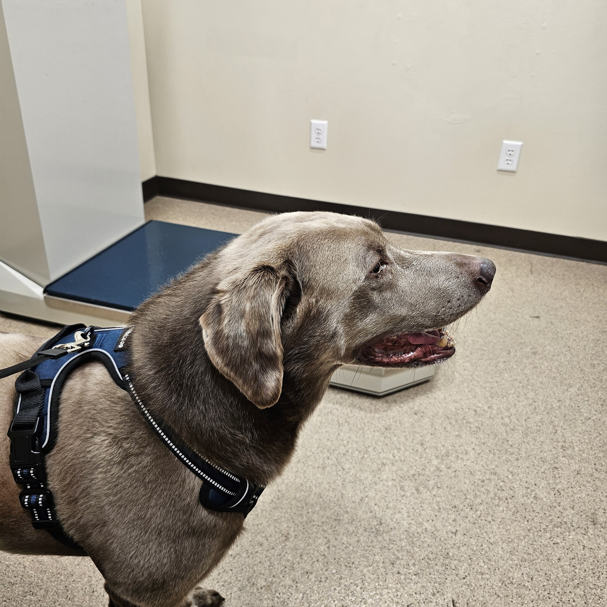 Padgett Veterinary Services Alma